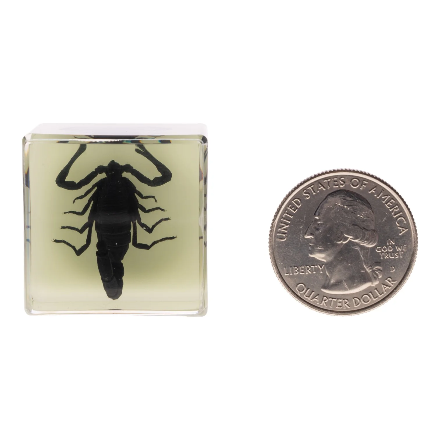 Real Black Scorpion in Acrylic Cube Magnet - Glow - Image 2