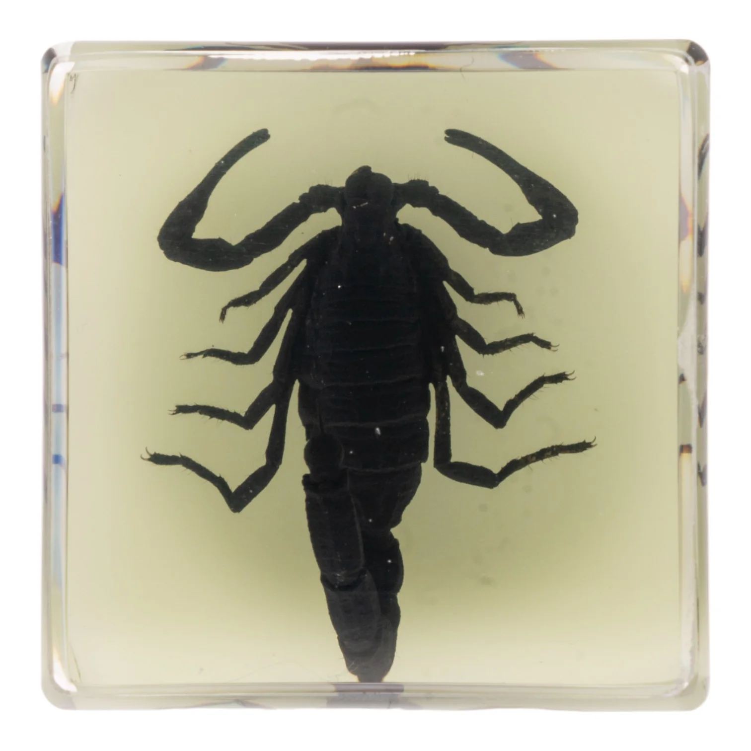 Real Black Scorpion in Acrylic Cube Magnet - Glow - Image 3