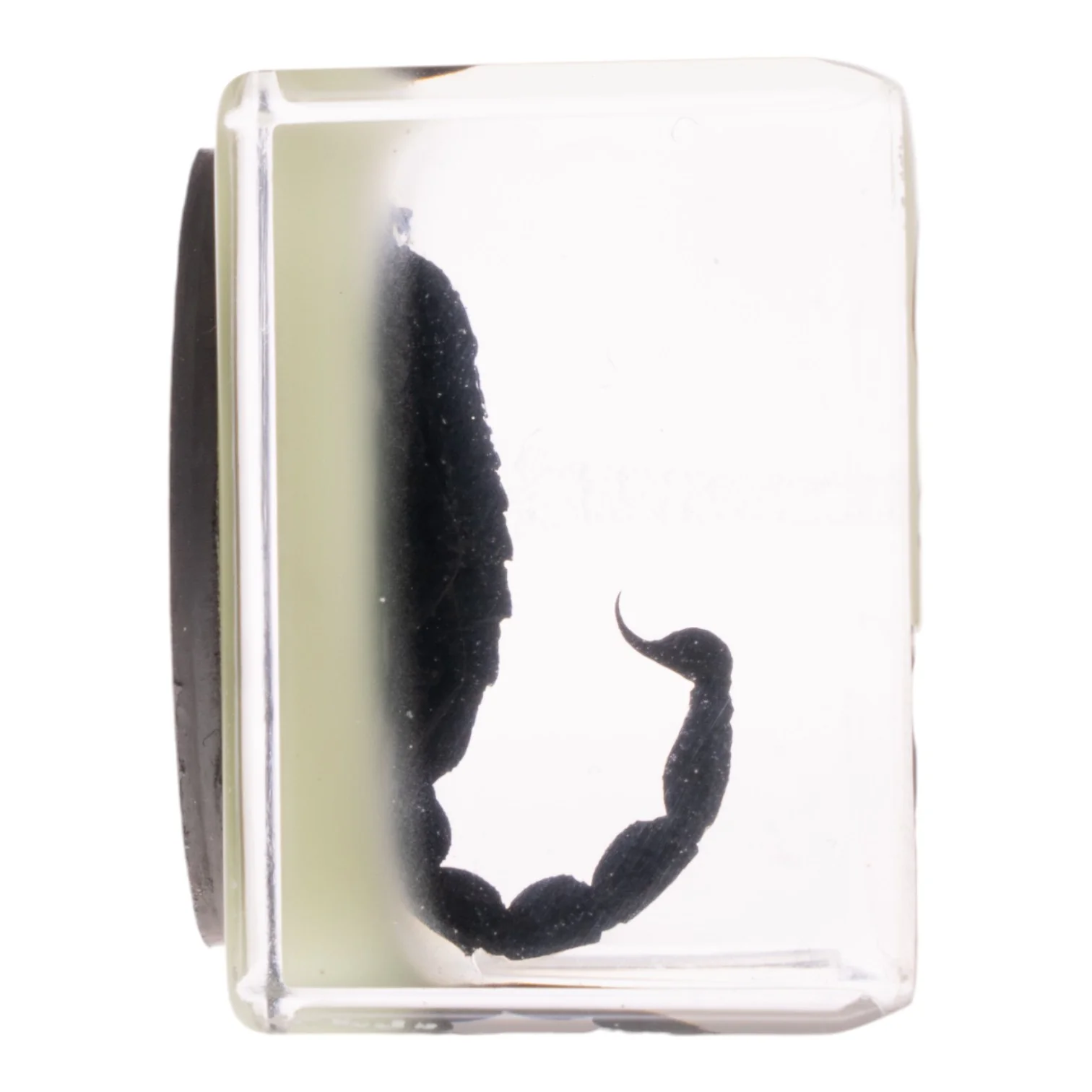 Real Black Scorpion in Acrylic Cube Magnet - Glow - Image 5