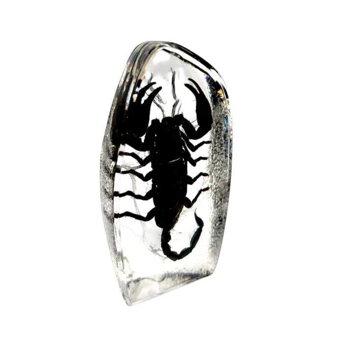 Real  Black Scorpion Oval Paperweight - Image 2