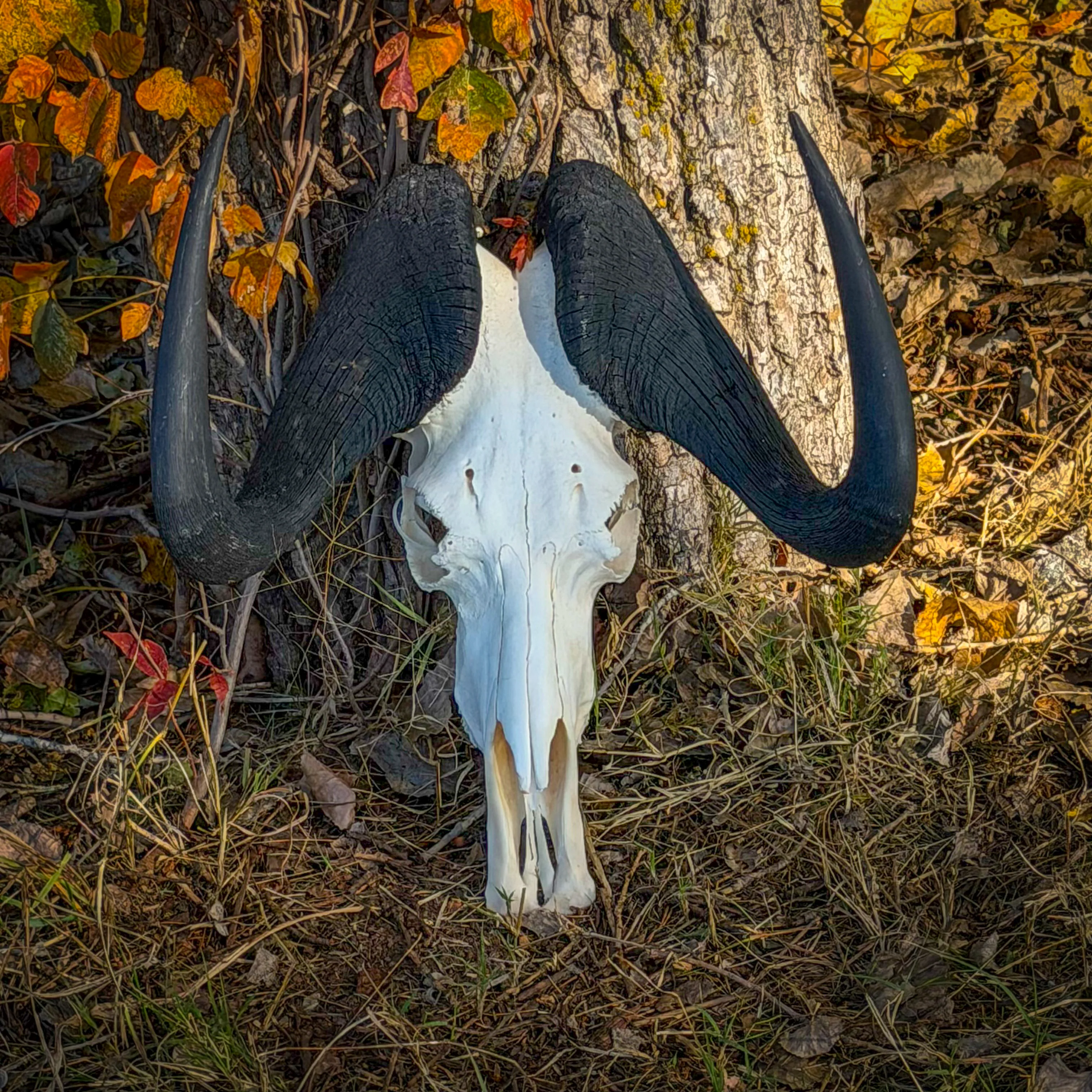 Real Black Wildebeest Skull