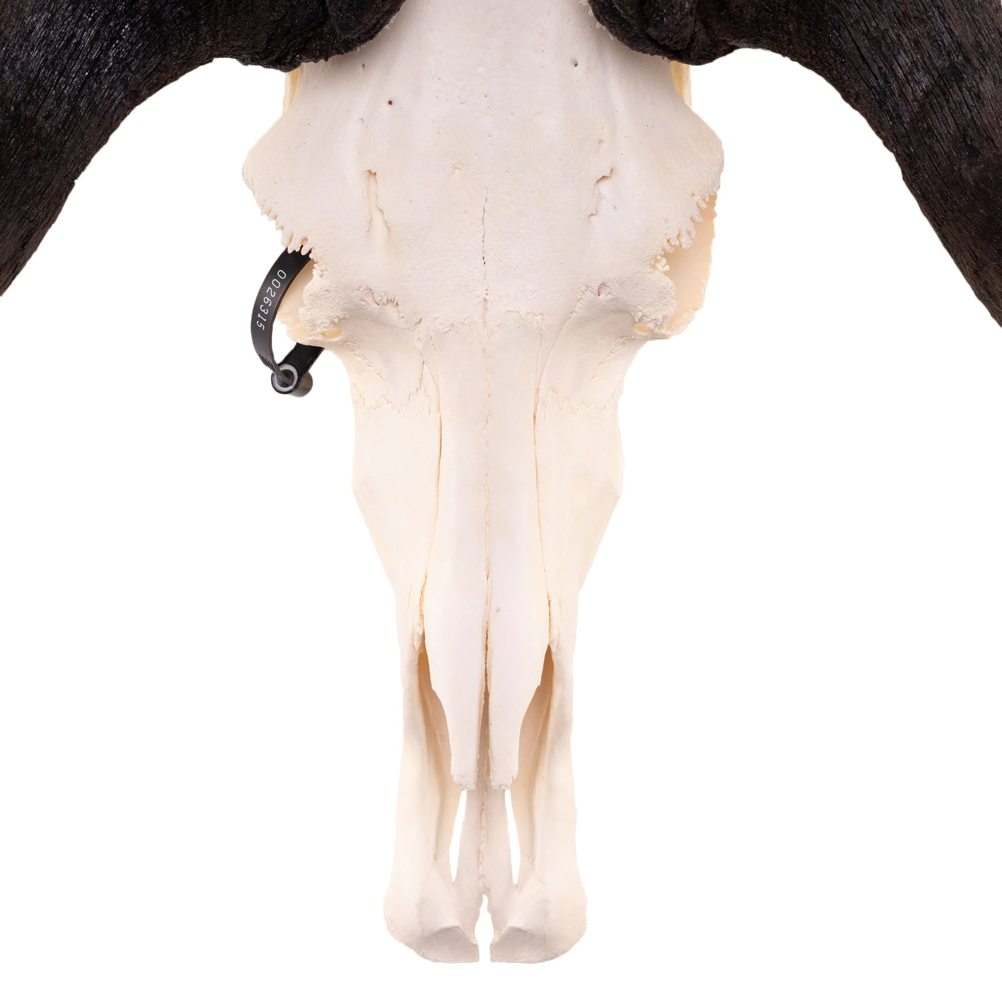 Real Black Wildebeest Skull - Image 5