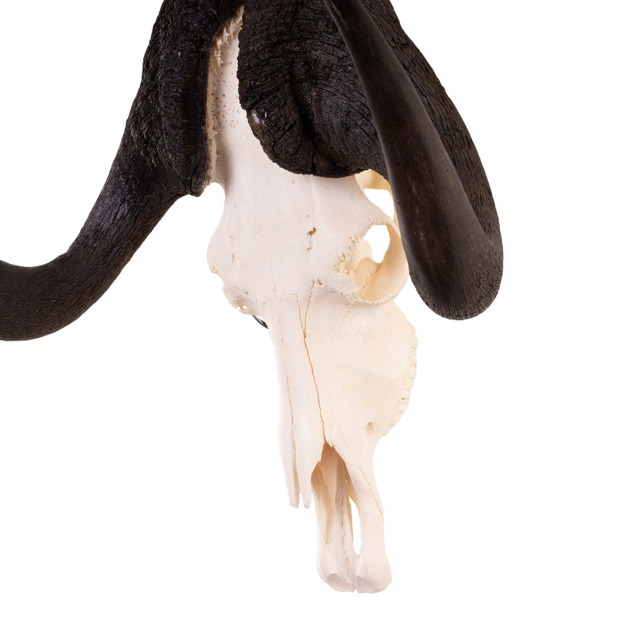Real Black Wildebeest Skull - Image 6