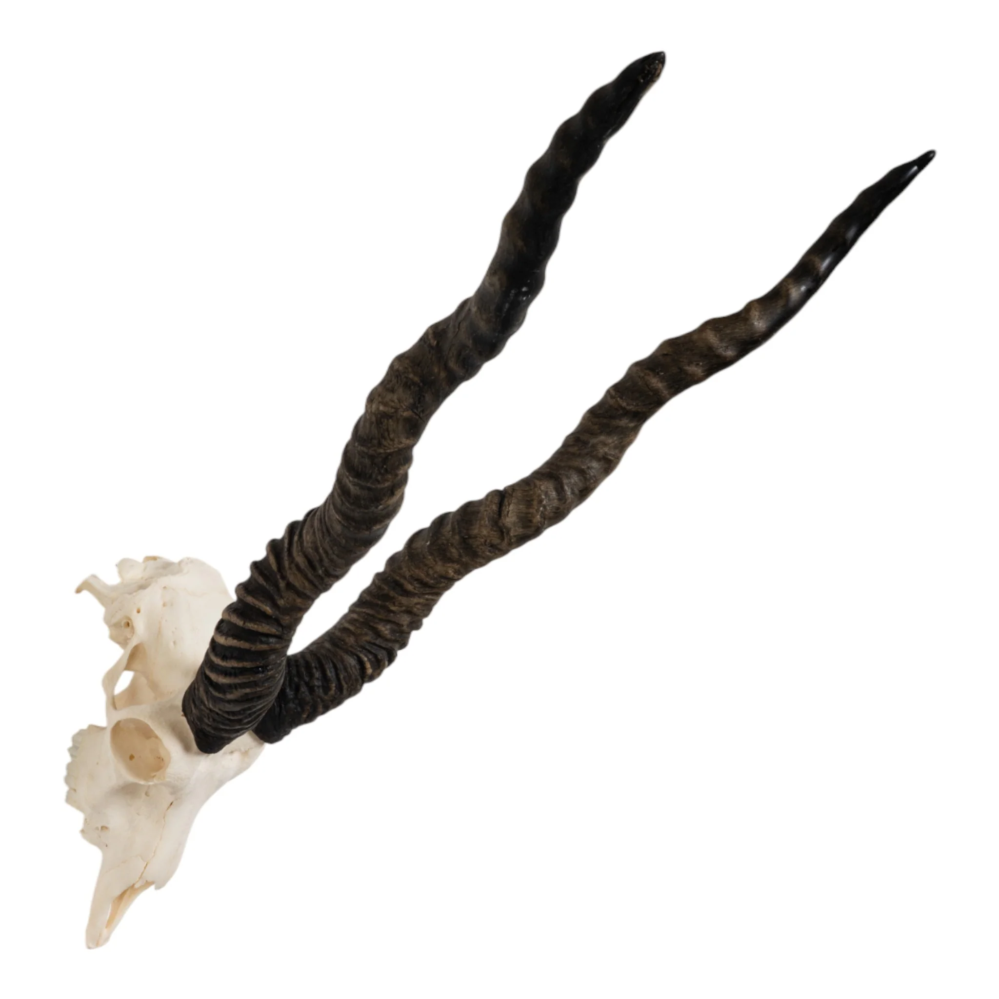 Real Blackbuck Skull - Image 2