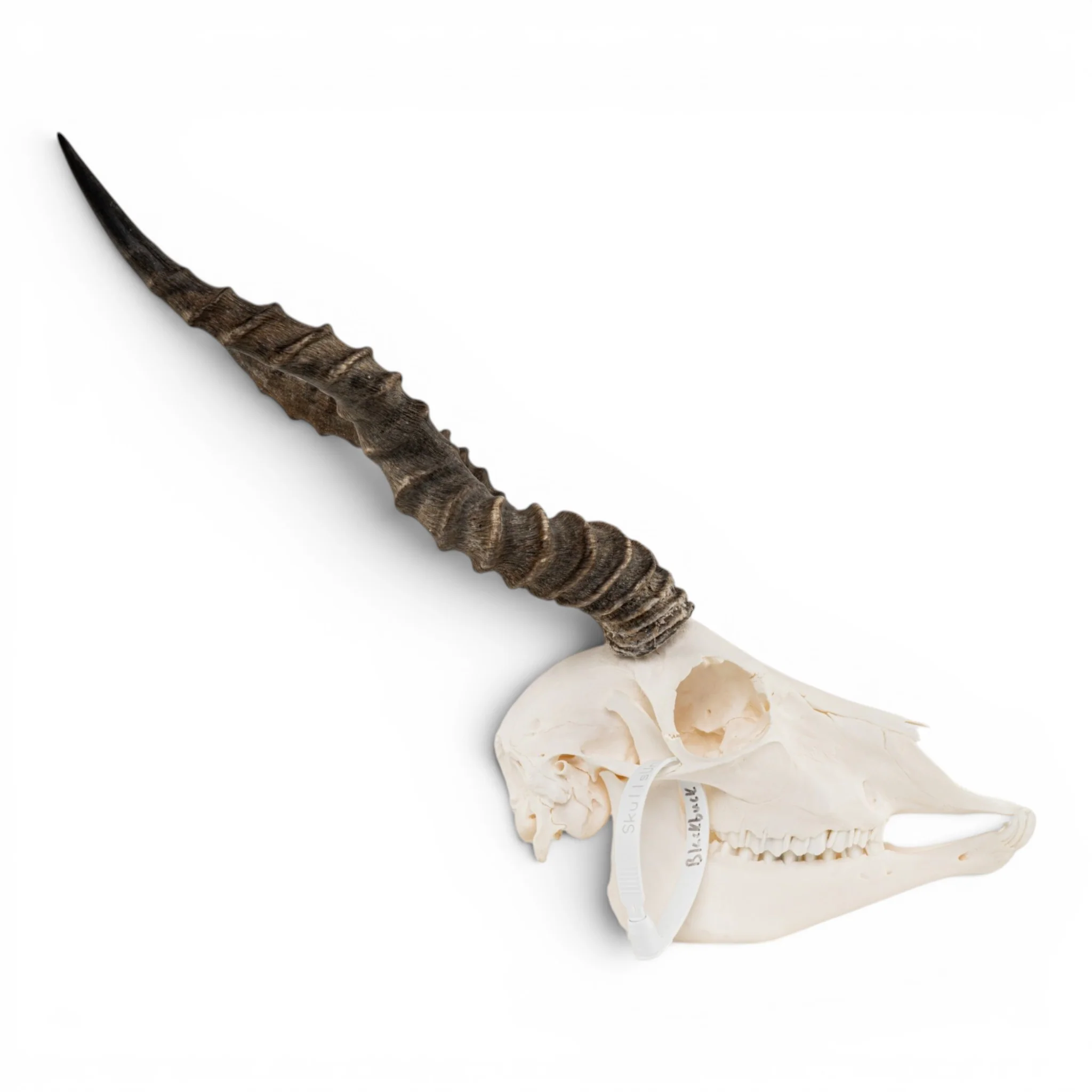 Real Blackbuck Skull - Image 2