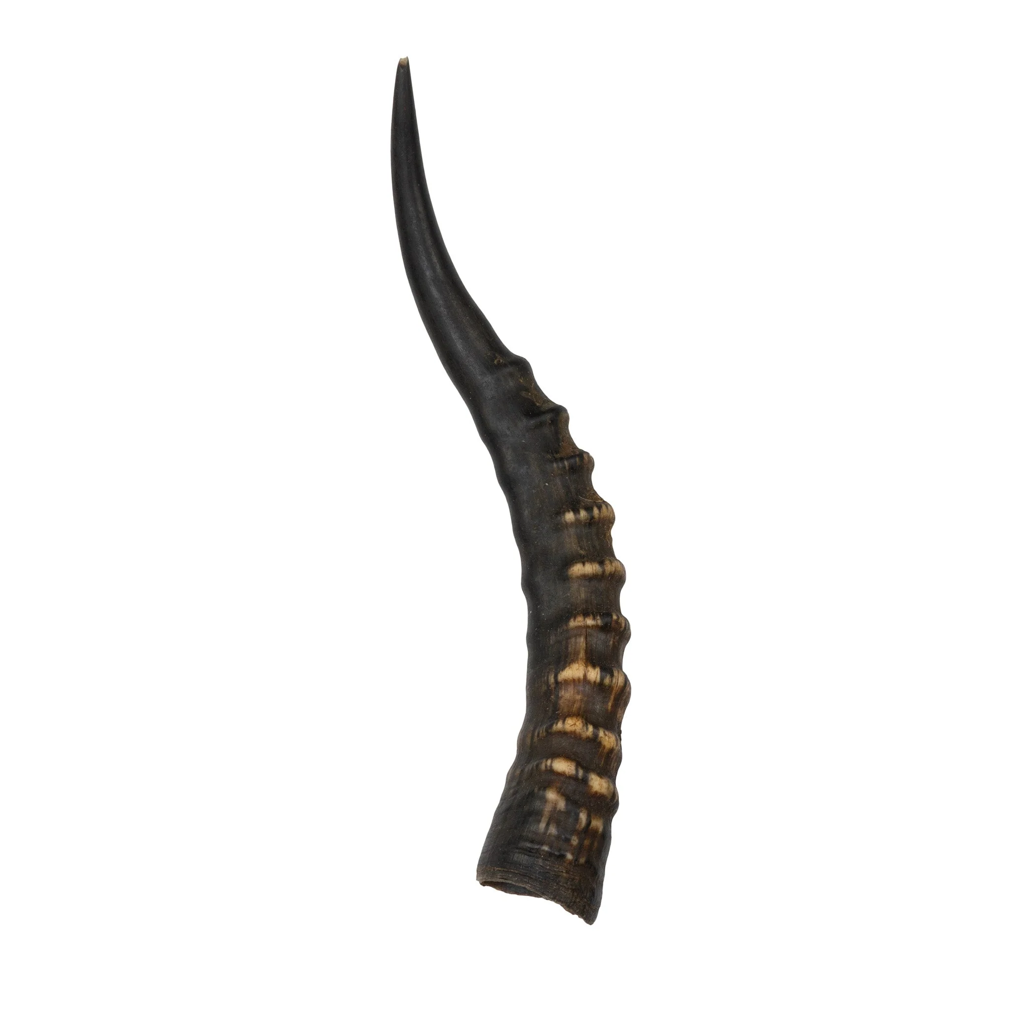 Real Blesbok Horn - Single - Image 3