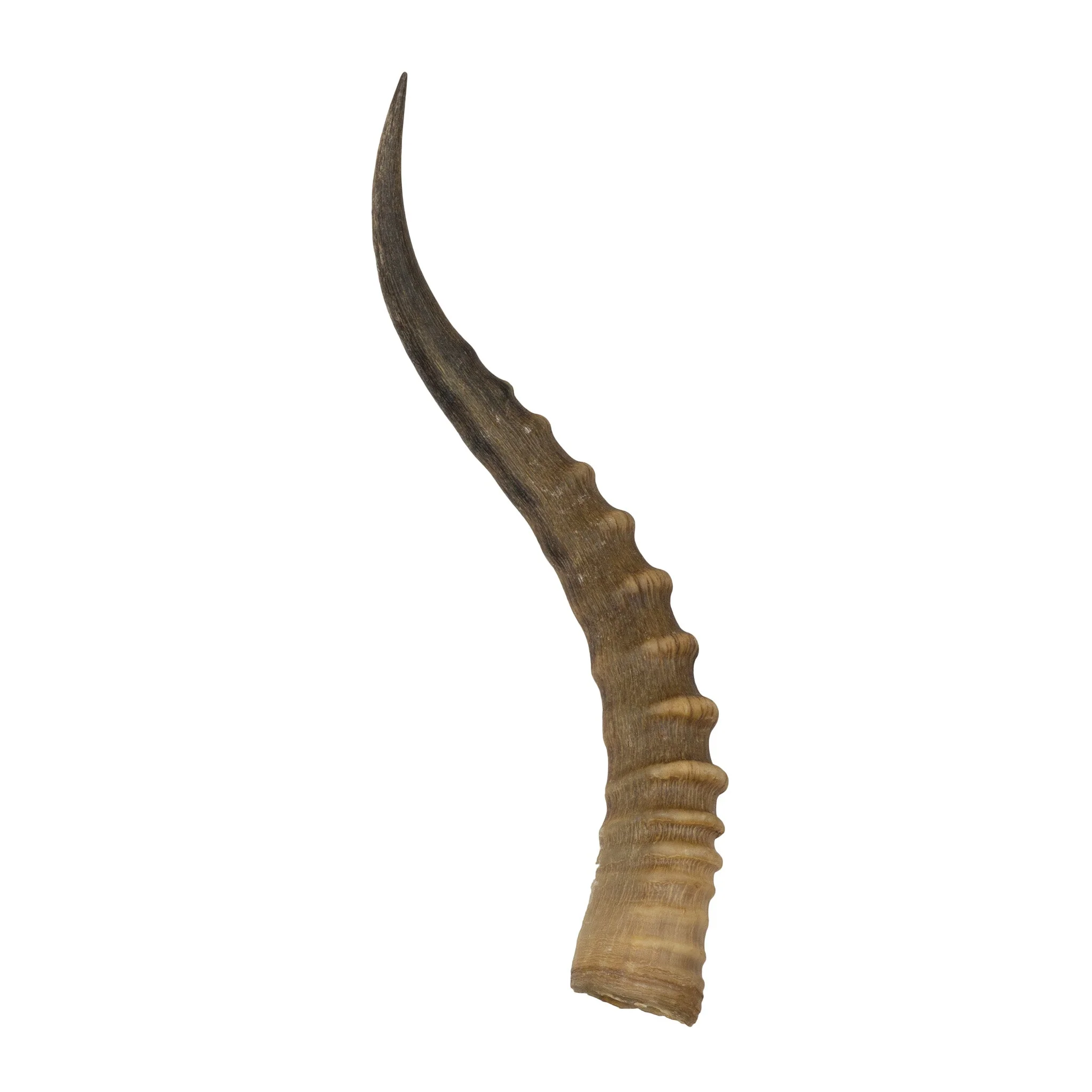 Real Blesbok Horn - Single - Image 4