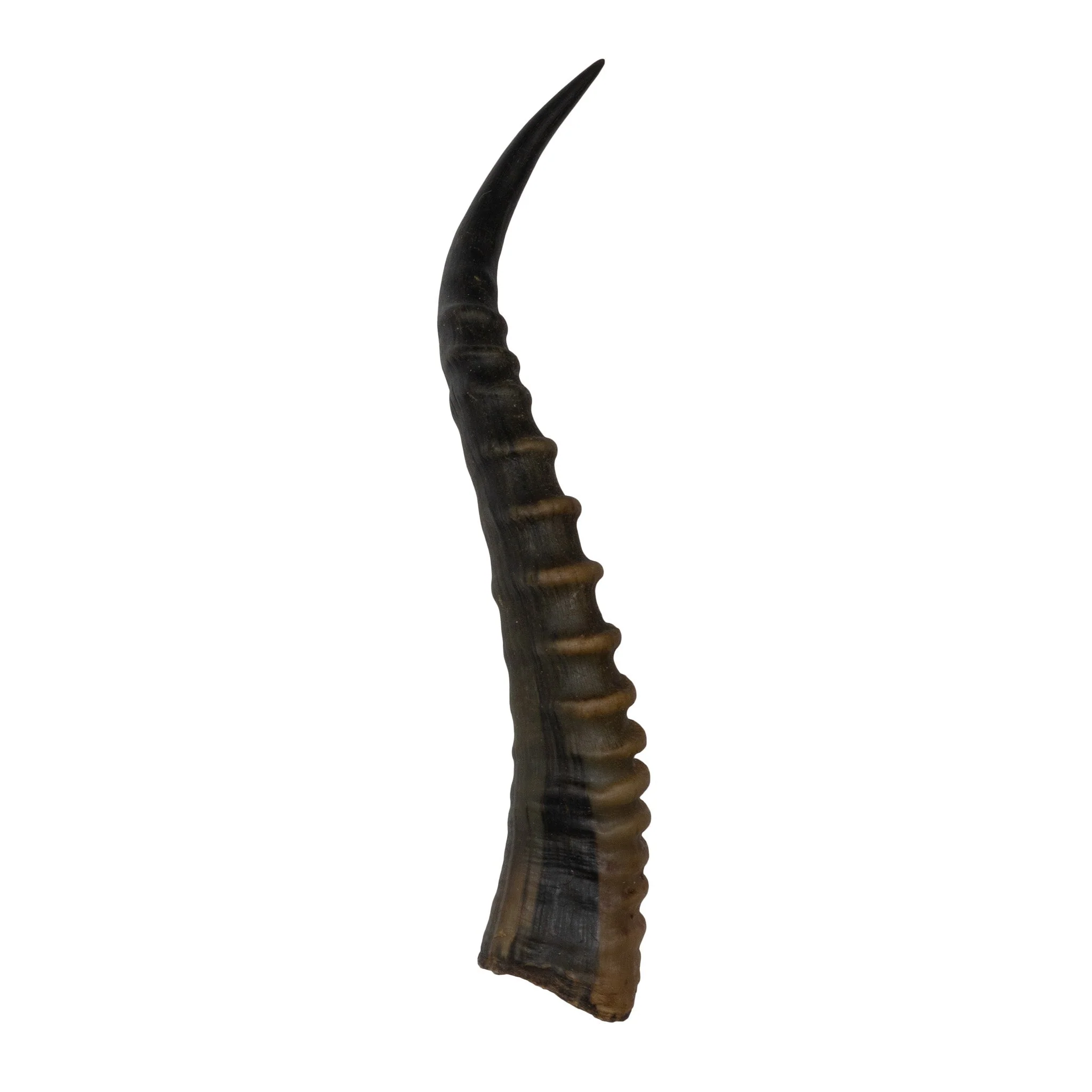 Real Blesbok Horn - Single - Image 5
