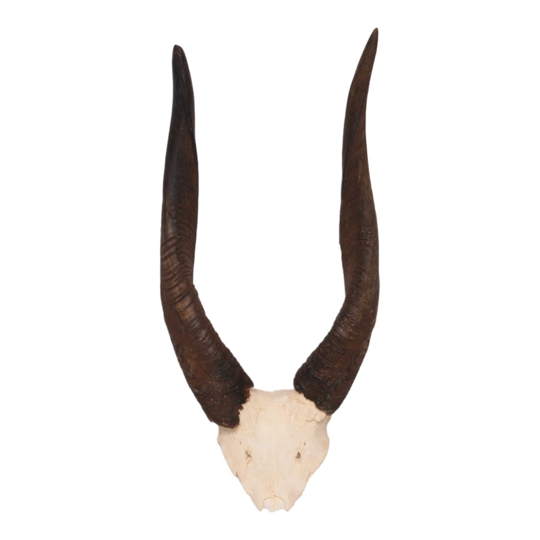 Real Bushbuck Skull Plate - Image 3