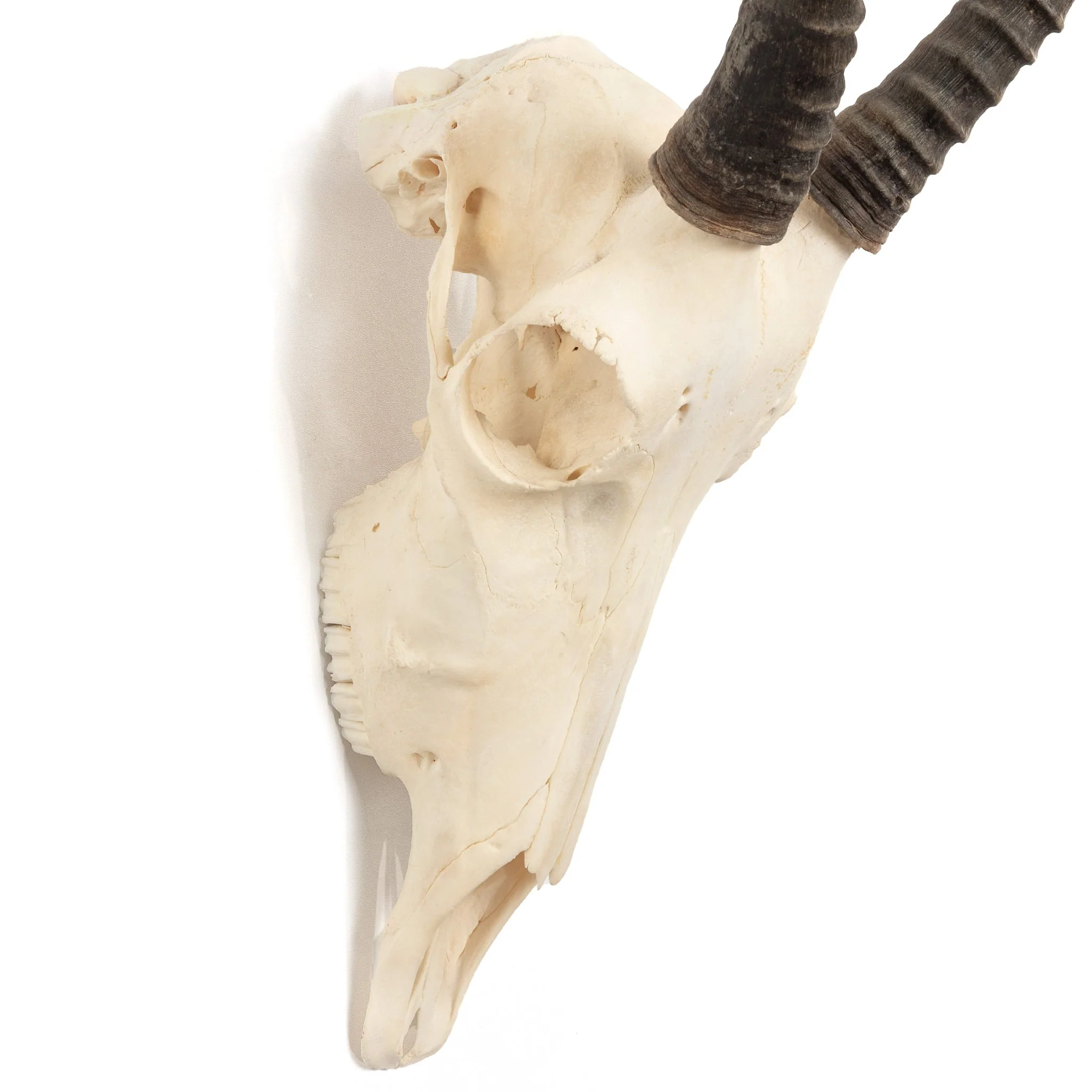 Real Blesbok Skull - Female - Image 2