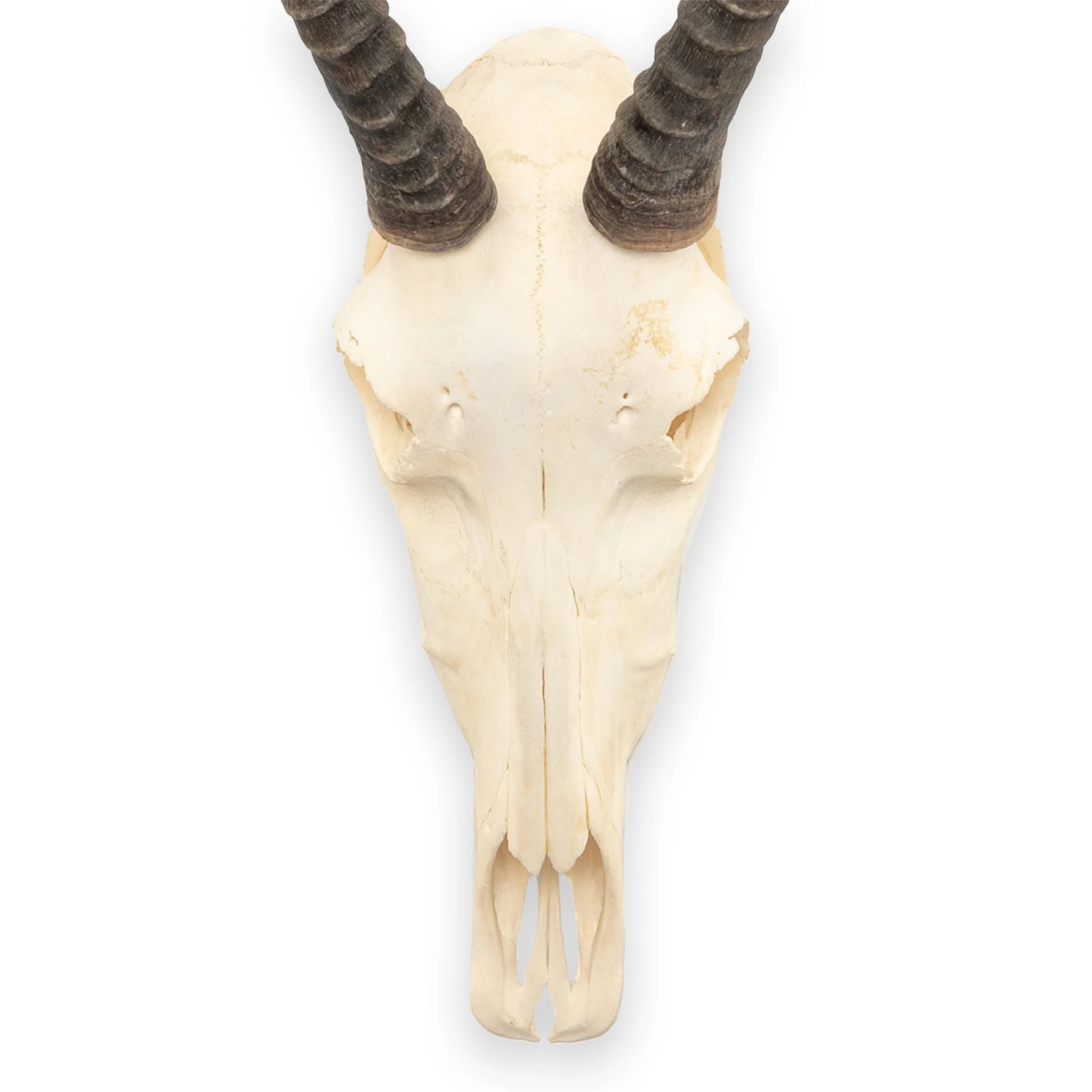 Real Blesbok Skull - Female - Image 3