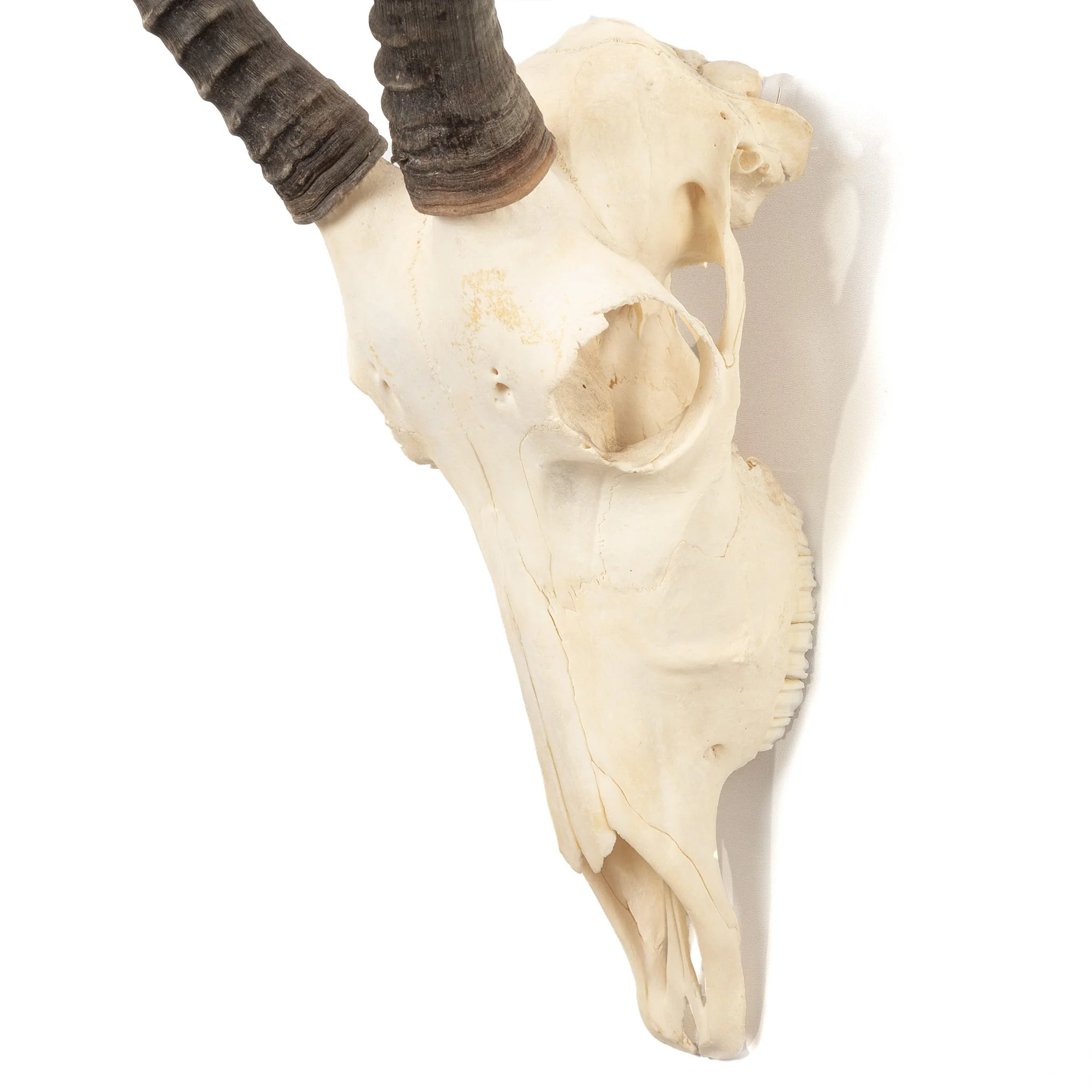 Real Blesbok Skull - Female - Image 4