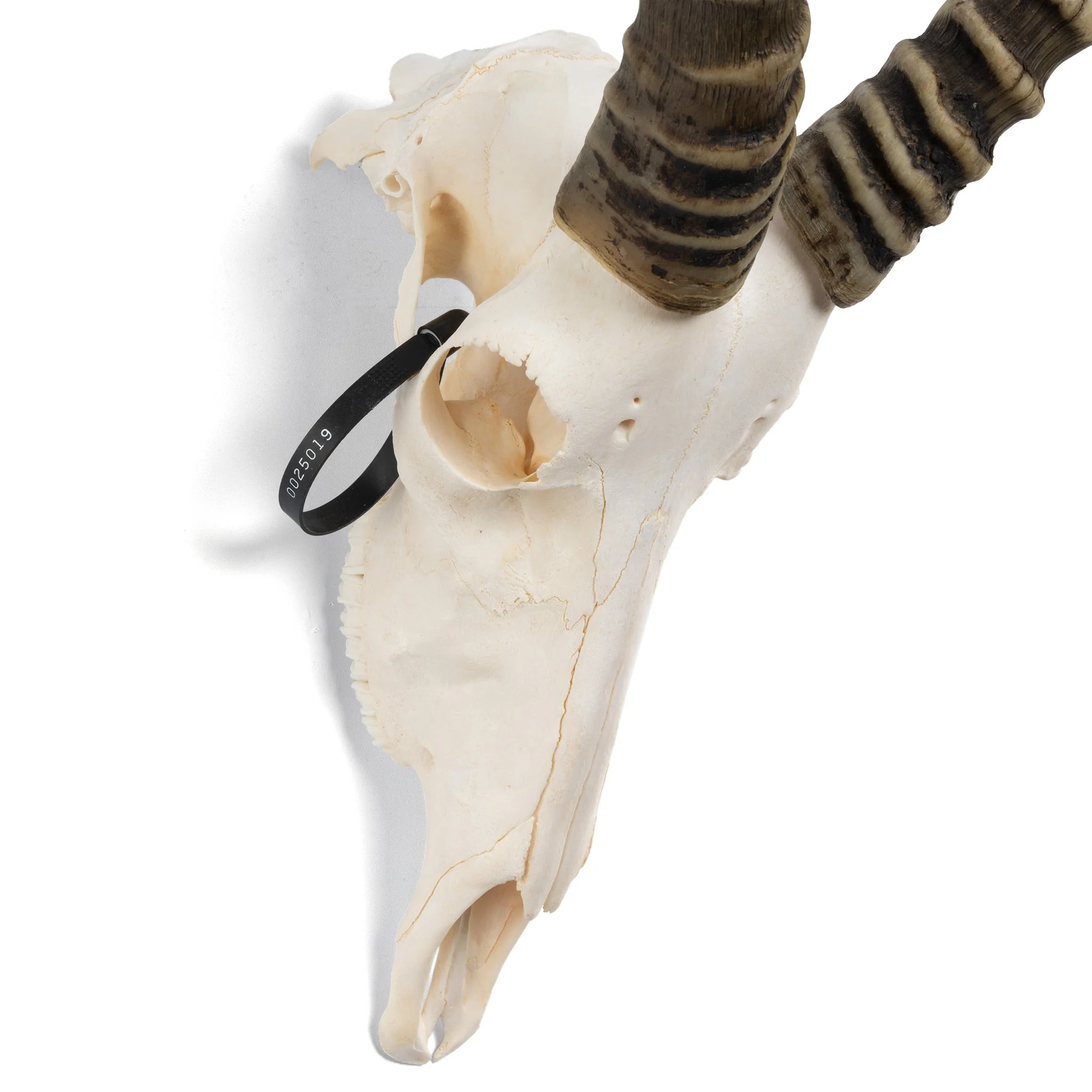 Real Blesbok Skull - Male - Image 3