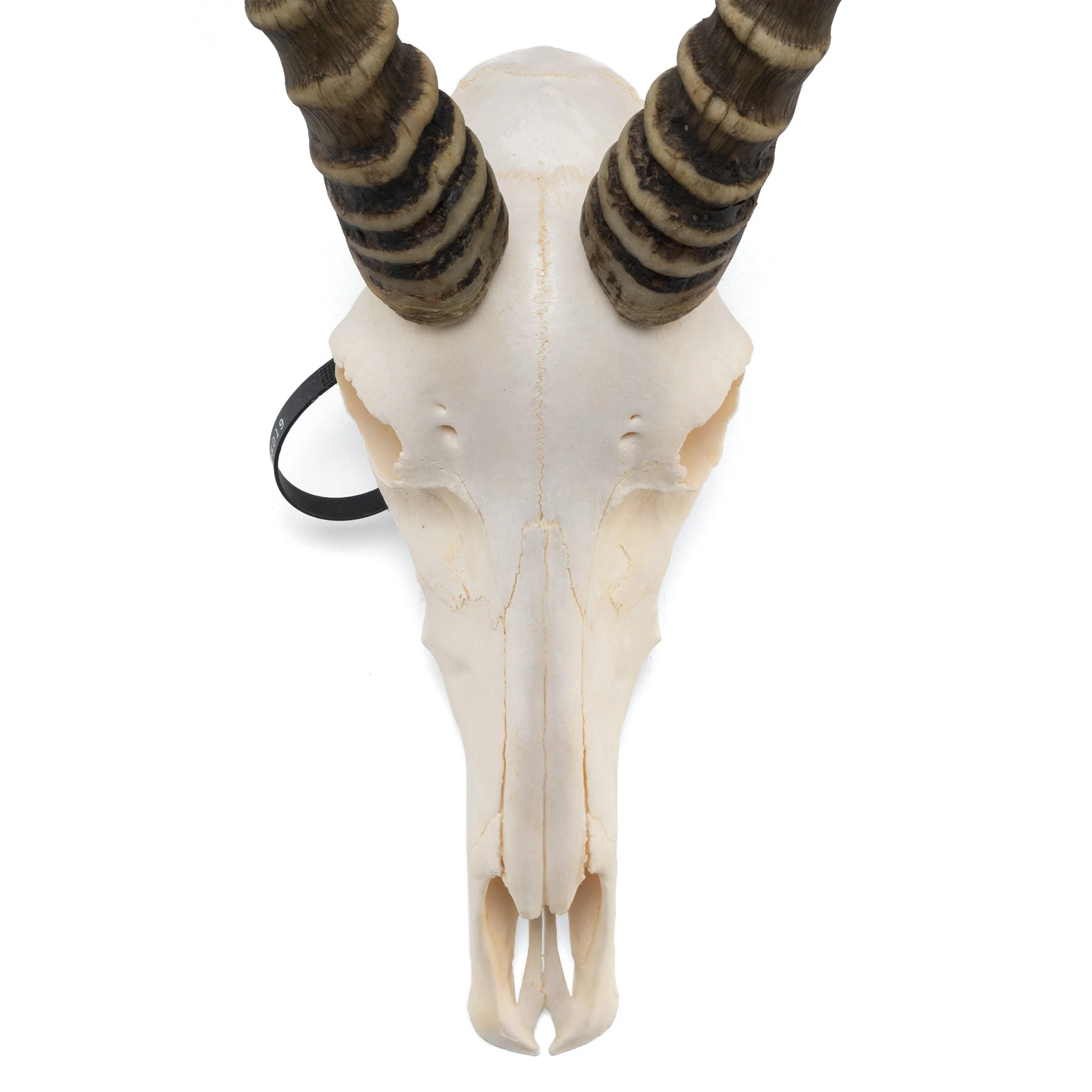 Real Blesbok Skull - Male - Image 4