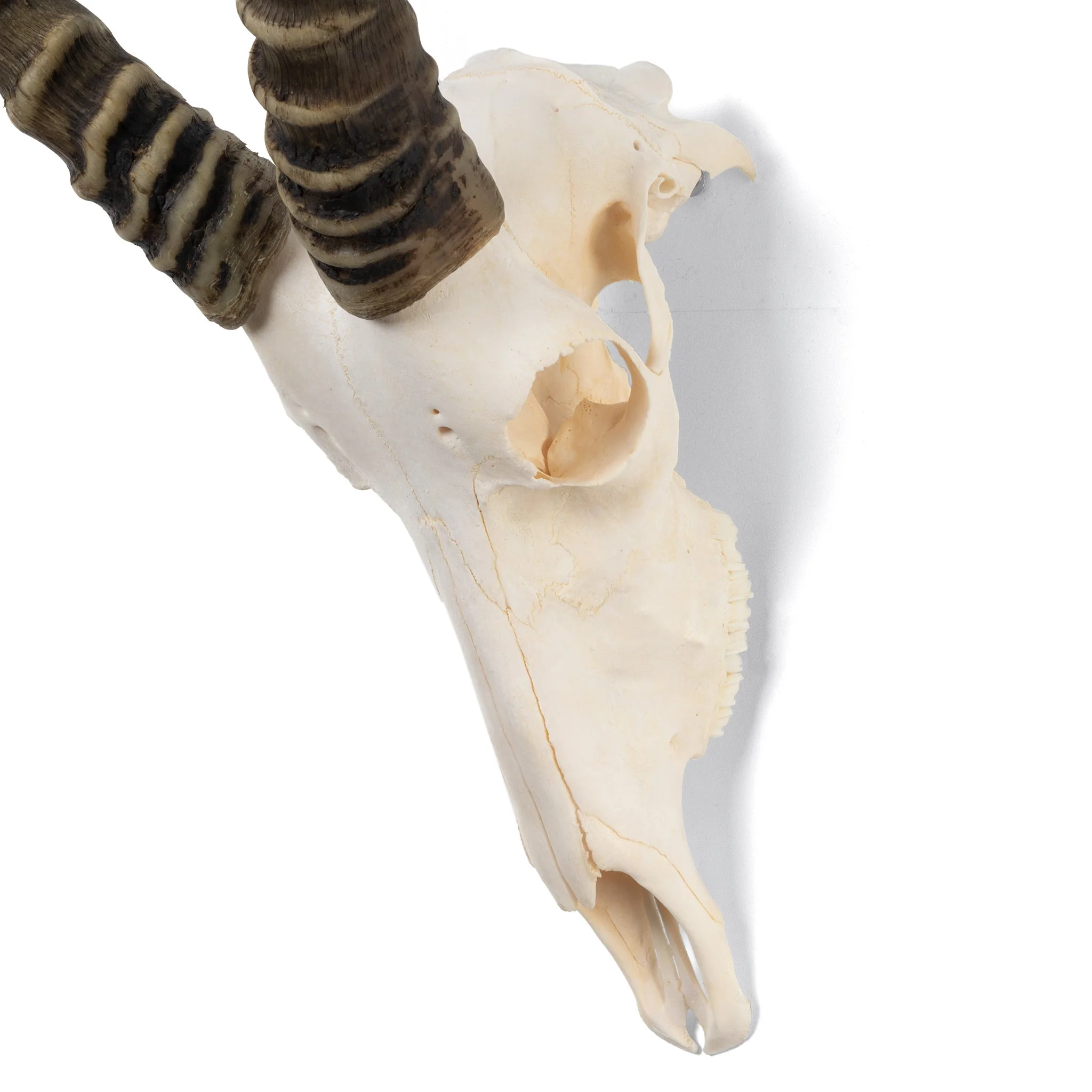 Real Blesbok Skull - Male - Image 5
