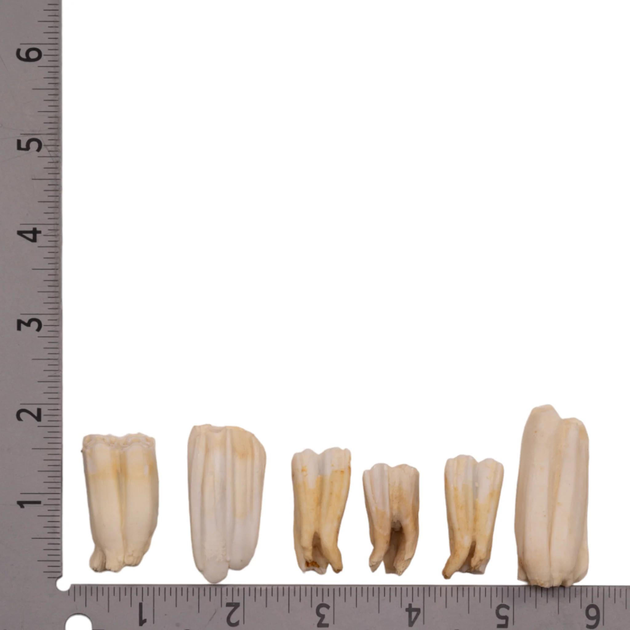 Real Blesbok Tooth - Single - Image 2
