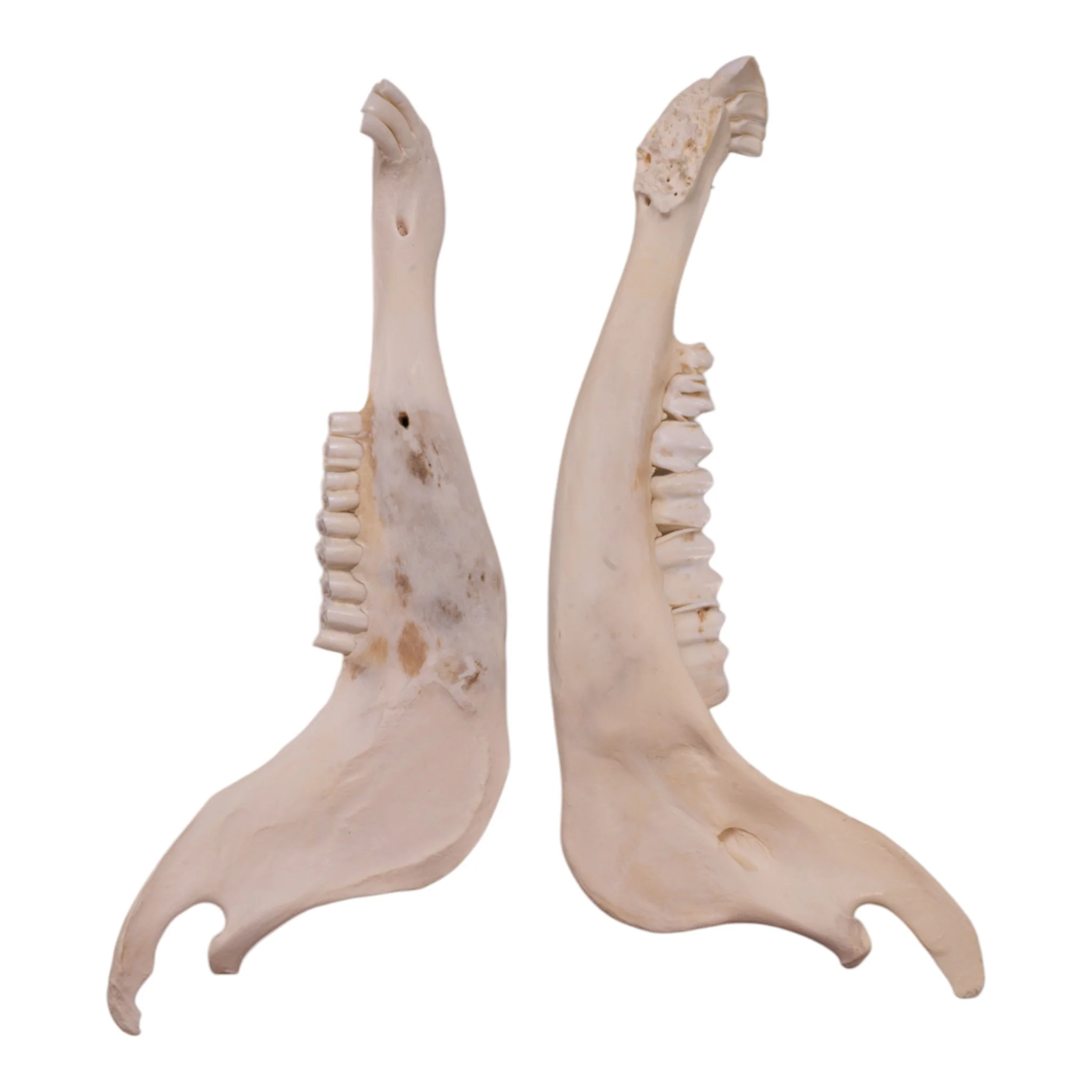 Real Blue Wildebeest Mandible - Single - Image 2