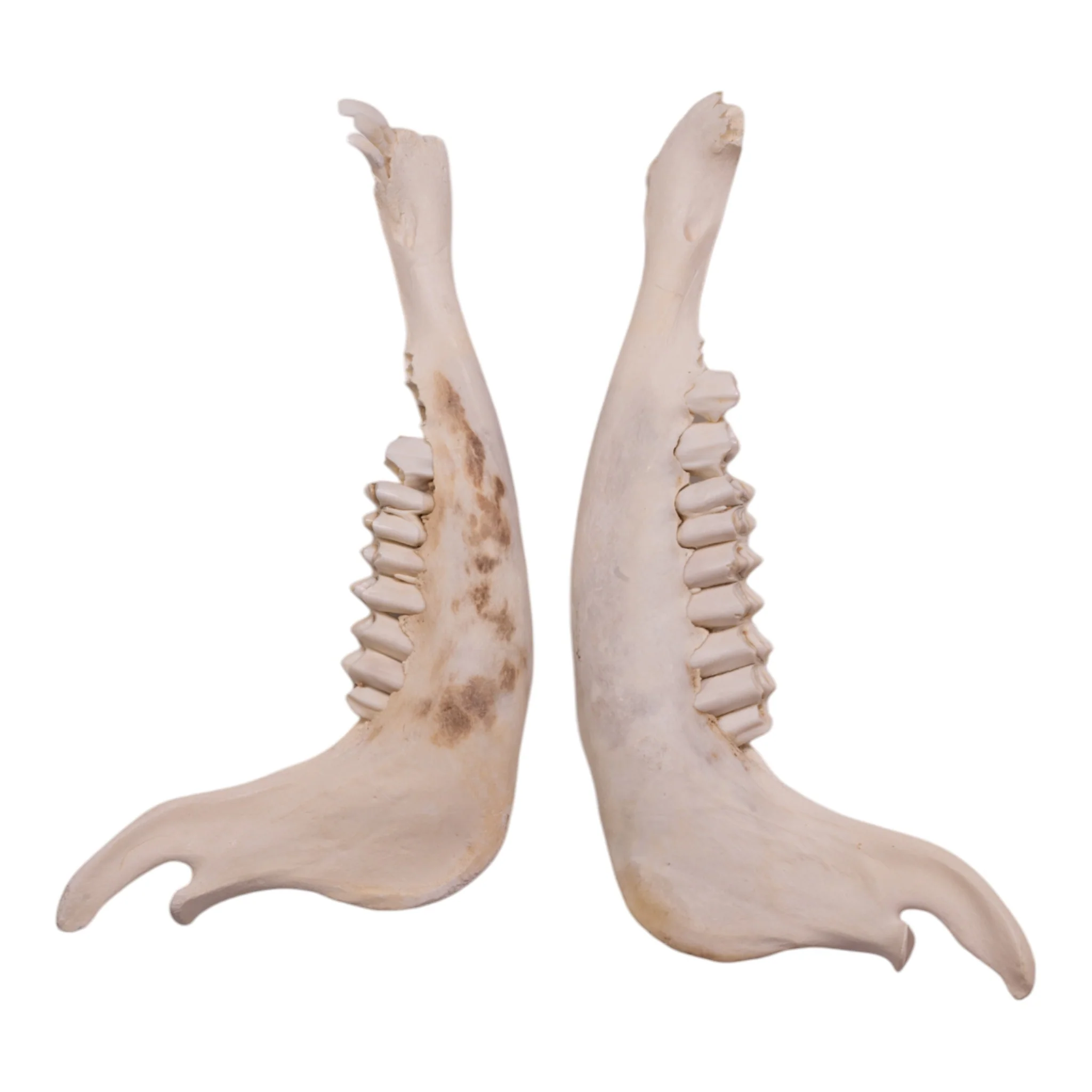 Real Blue Wildebeest Mandible - Single - Image 3