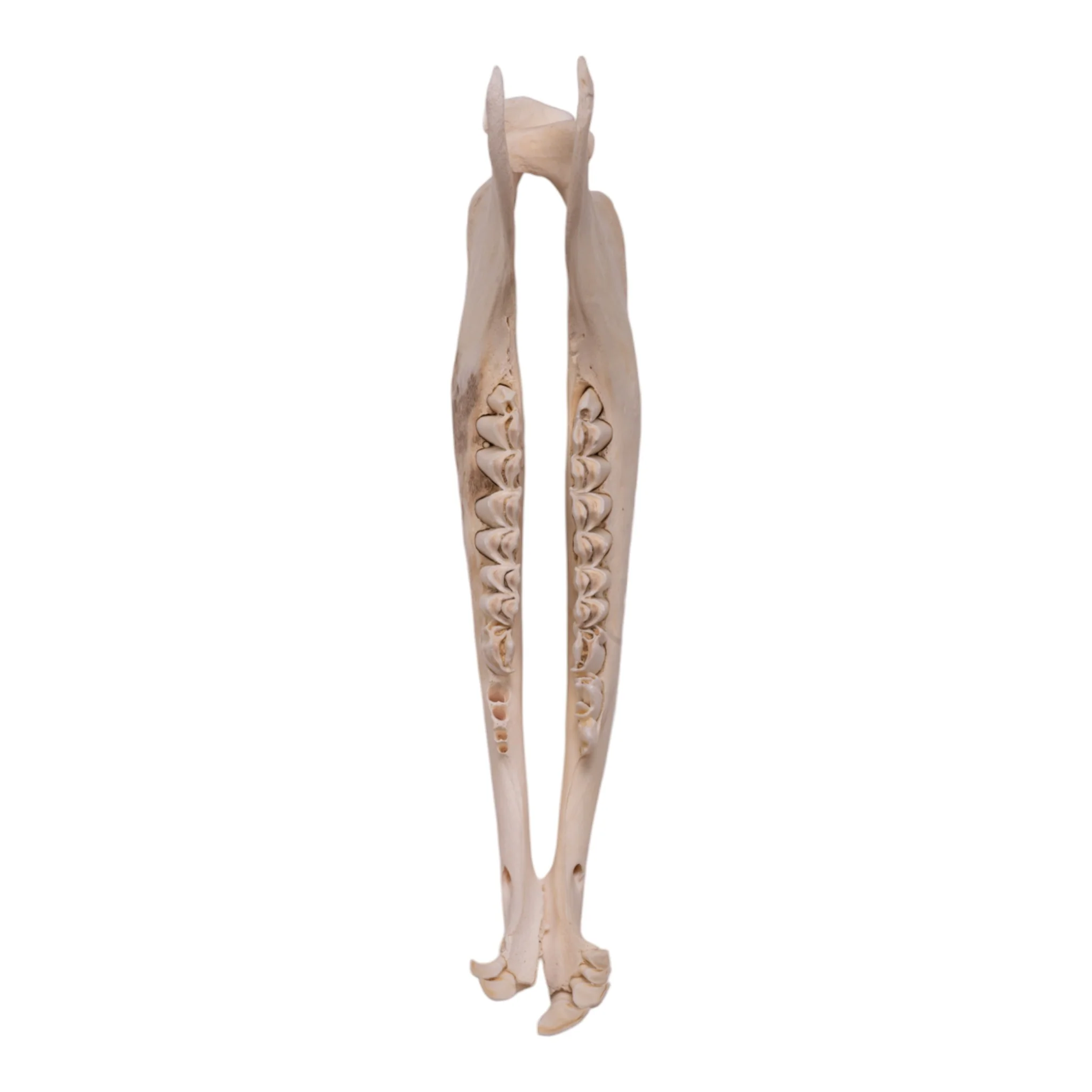 Real Blue Wildebeest Mandible - Single - Image 4