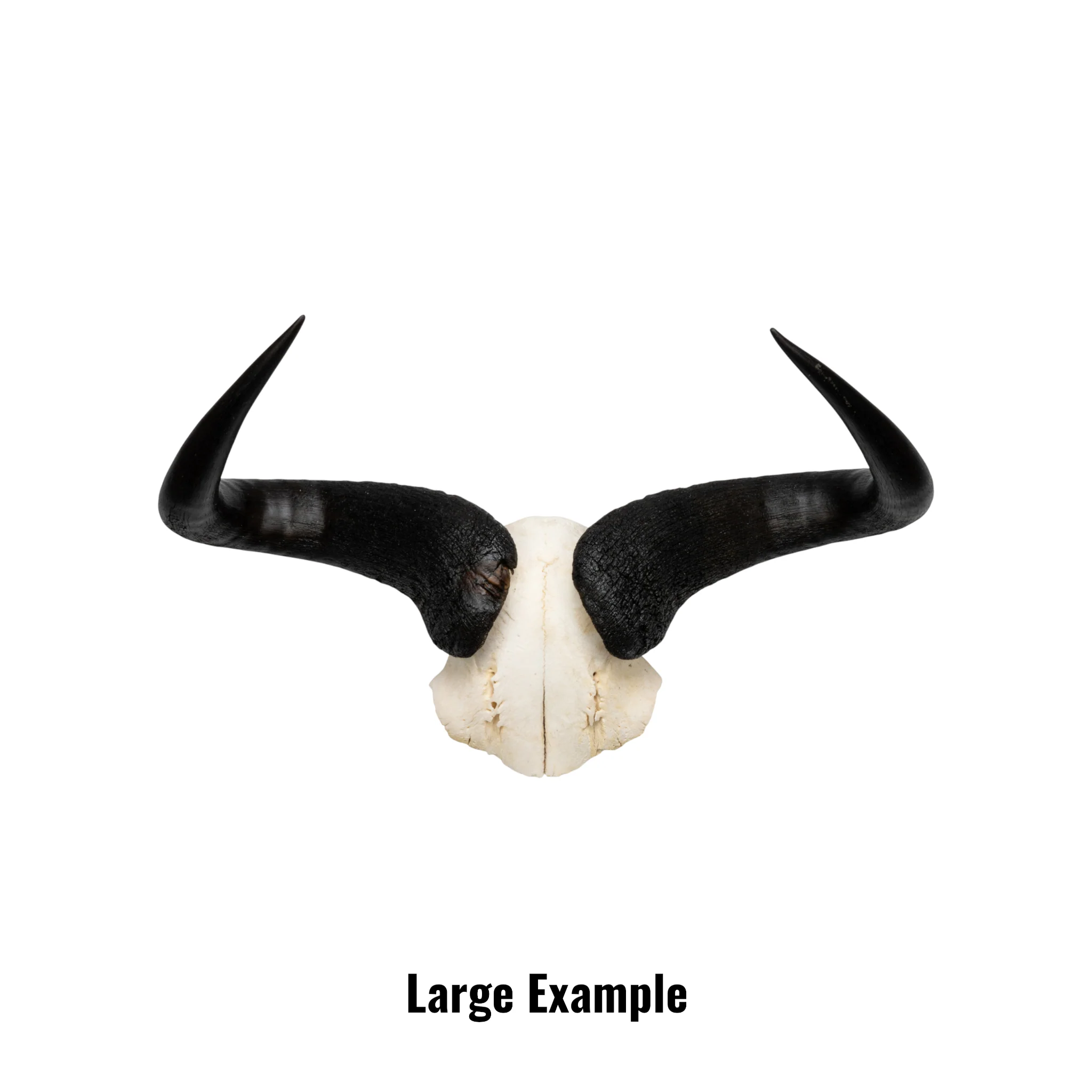 Real Blue Wildebeest Skull Plate - Image 10