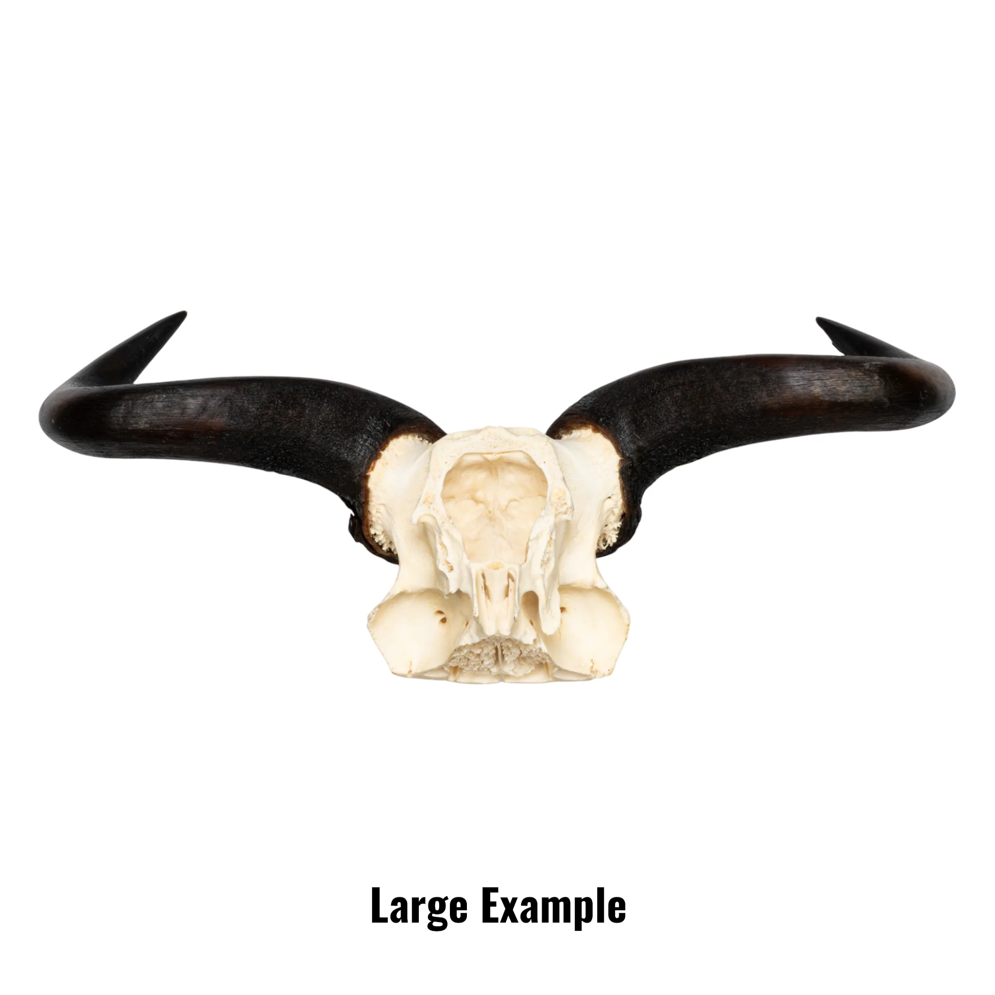 Real Blue Wildebeest Skull Plate - Image 13