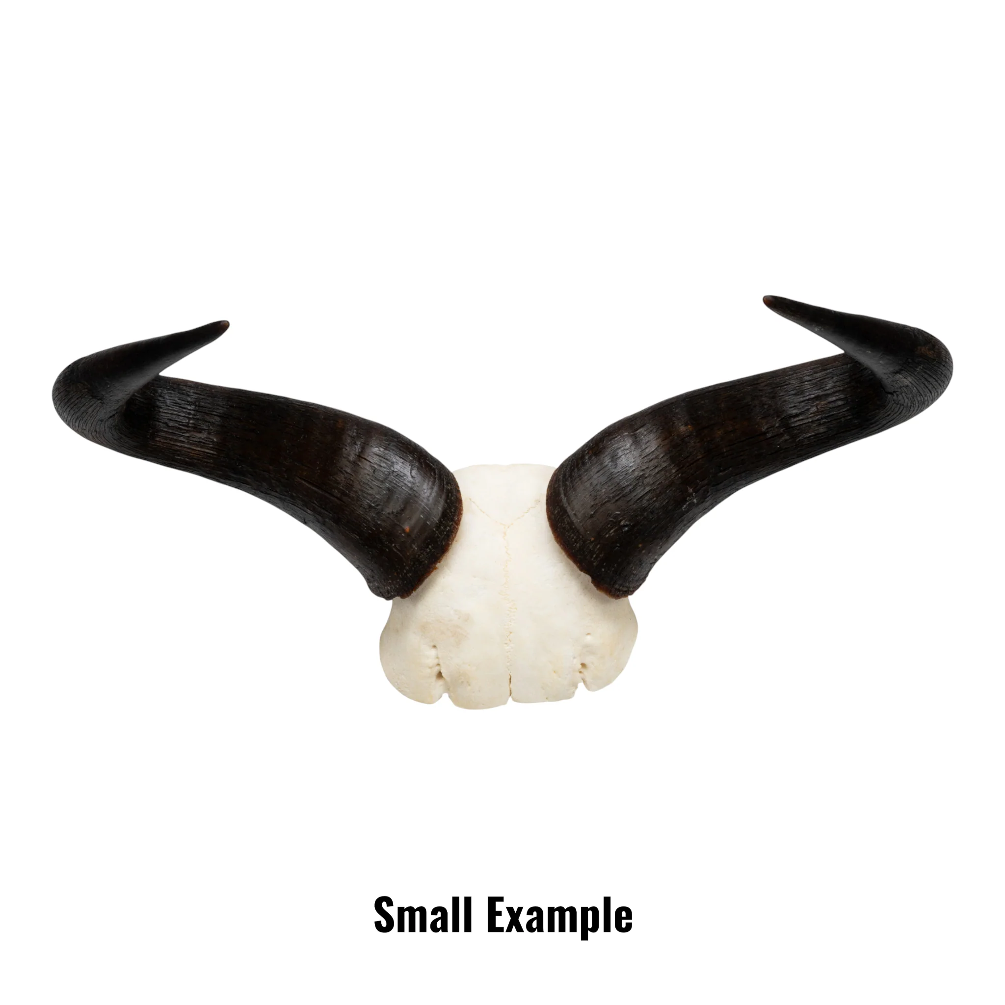 Real Blue Wildebeest Skull Plate - Image 2