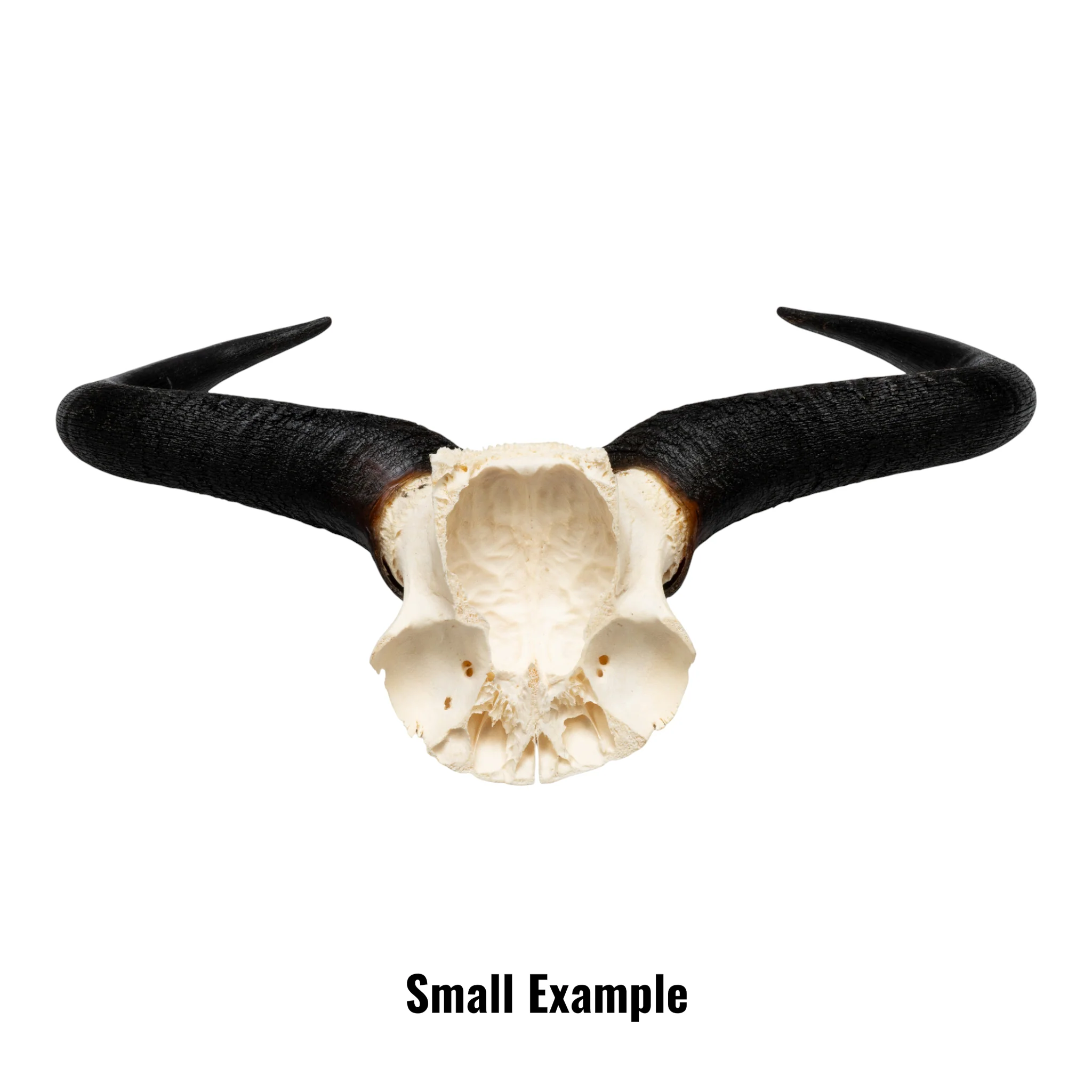 Real Blue Wildebeest Skull Plate - Image 5