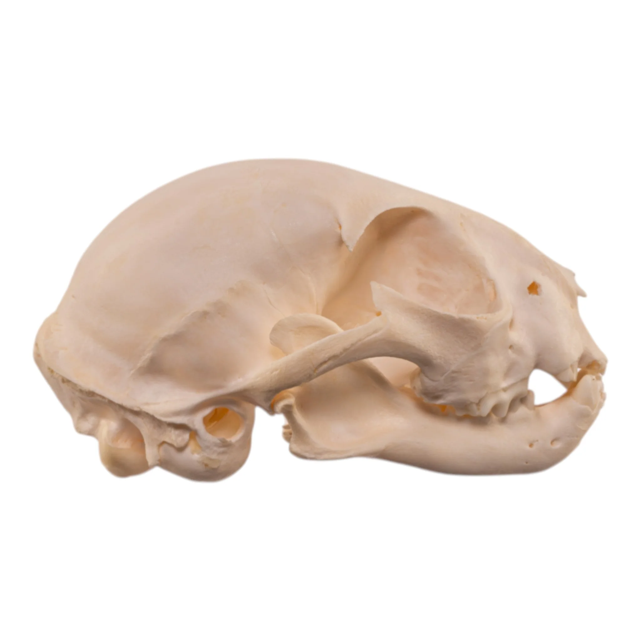 Real Bobcat Kitten Skull - Image 2