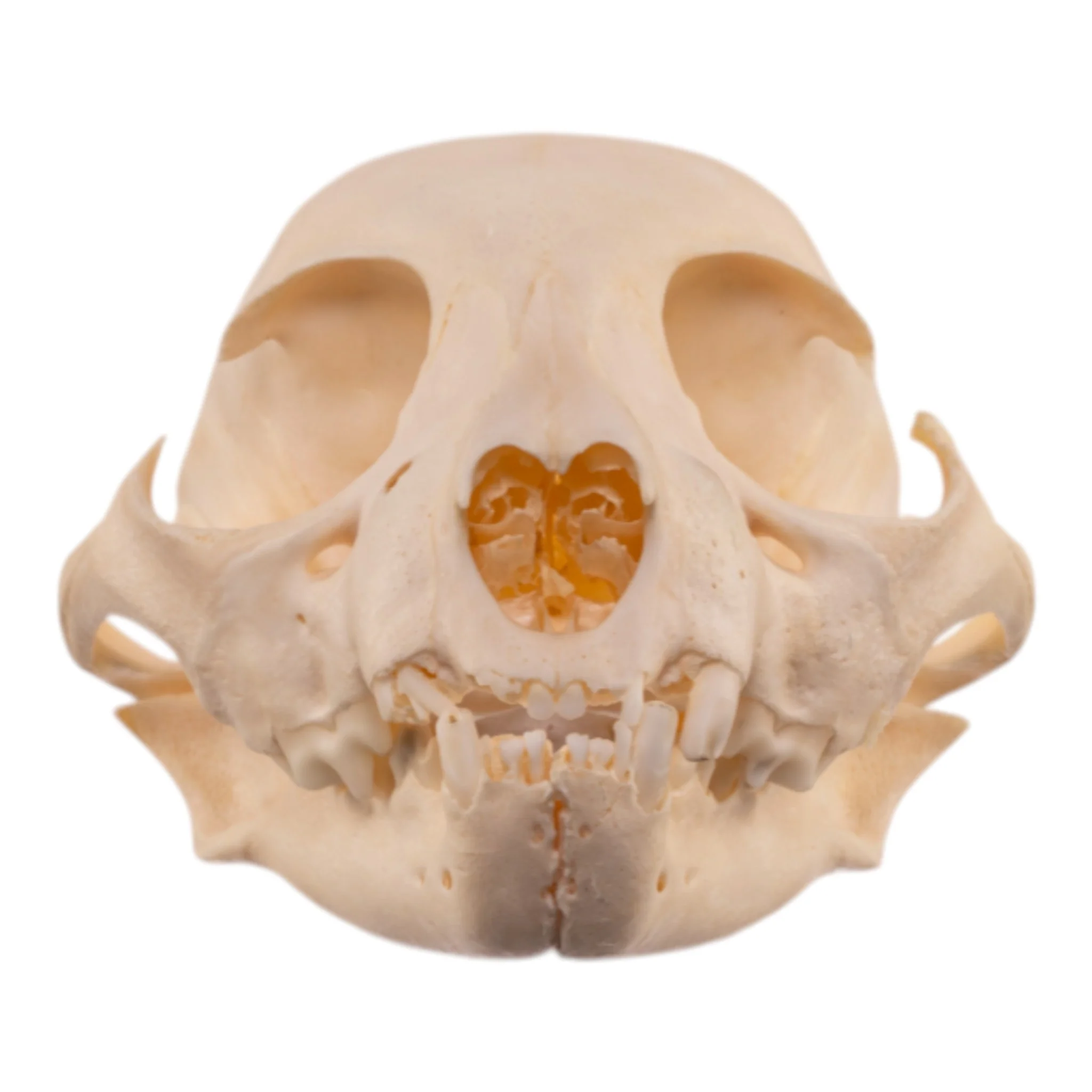 Real Bobcat Kitten Skull - Image 3