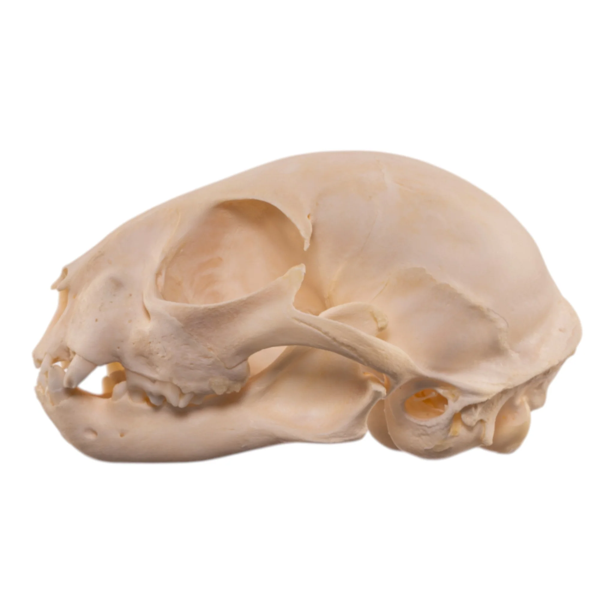 Real Bobcat Kitten Skull - Image 4