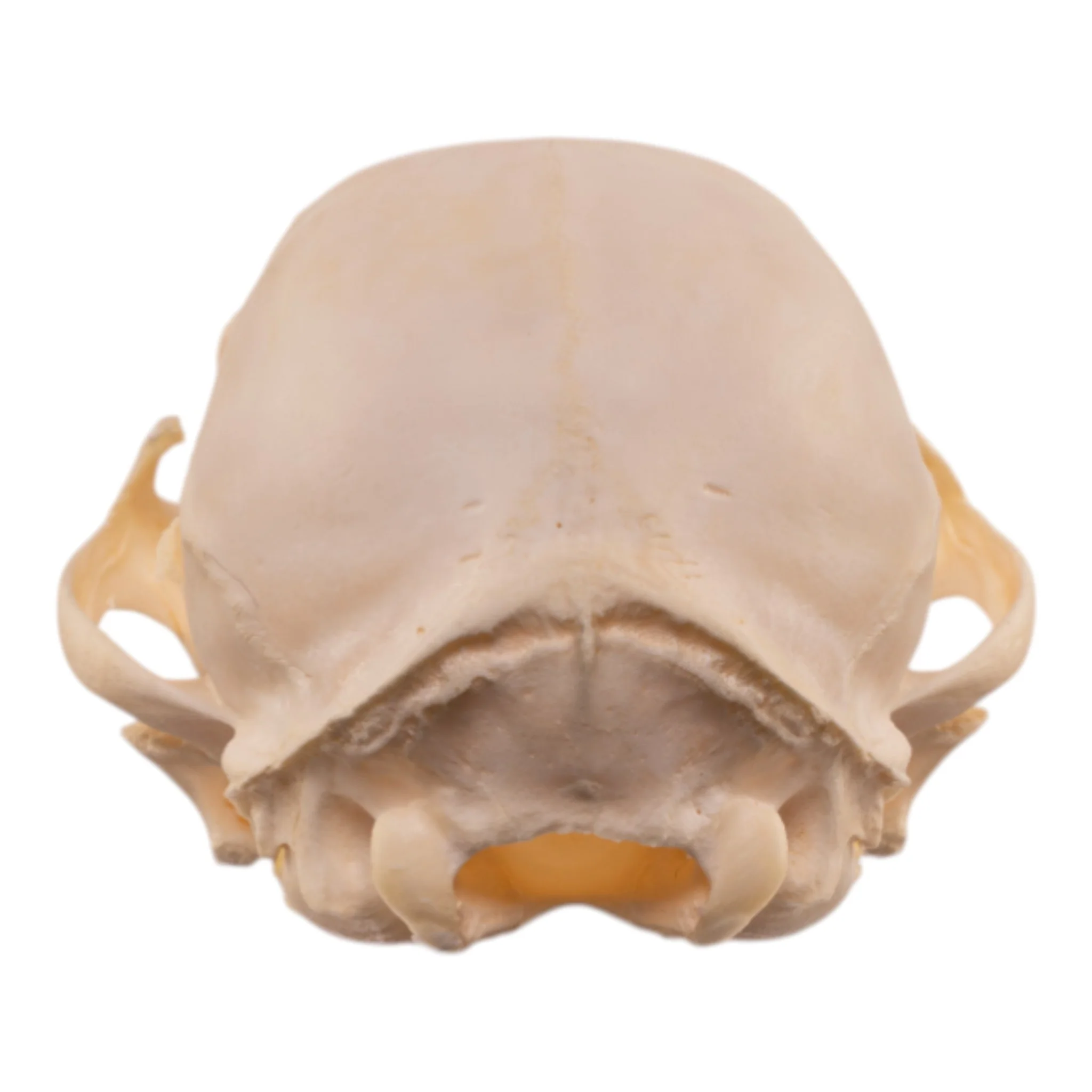 Real Bobcat Kitten Skull - Image 5