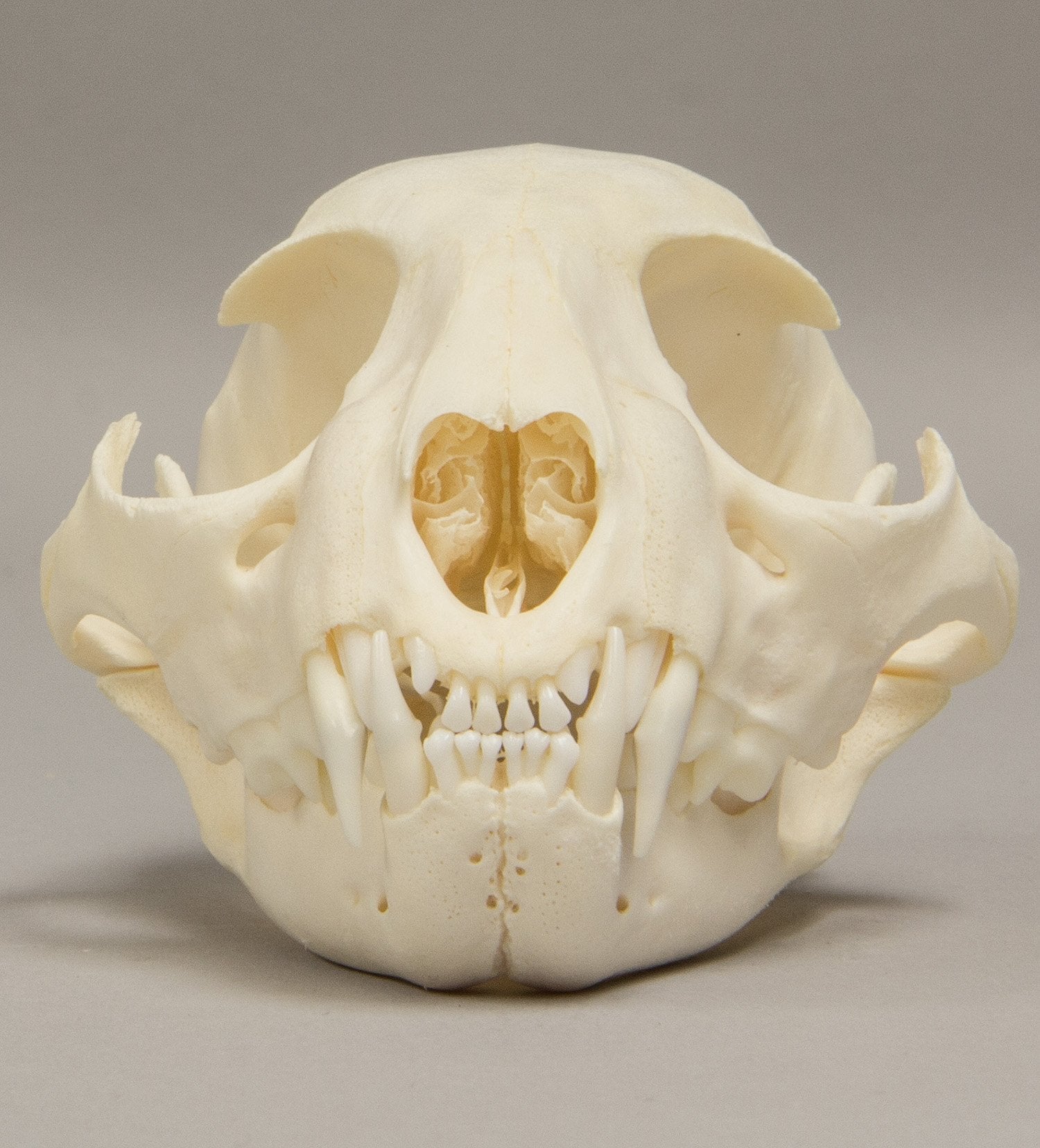 Real Bobcat Skull - Adolescent - Image 3