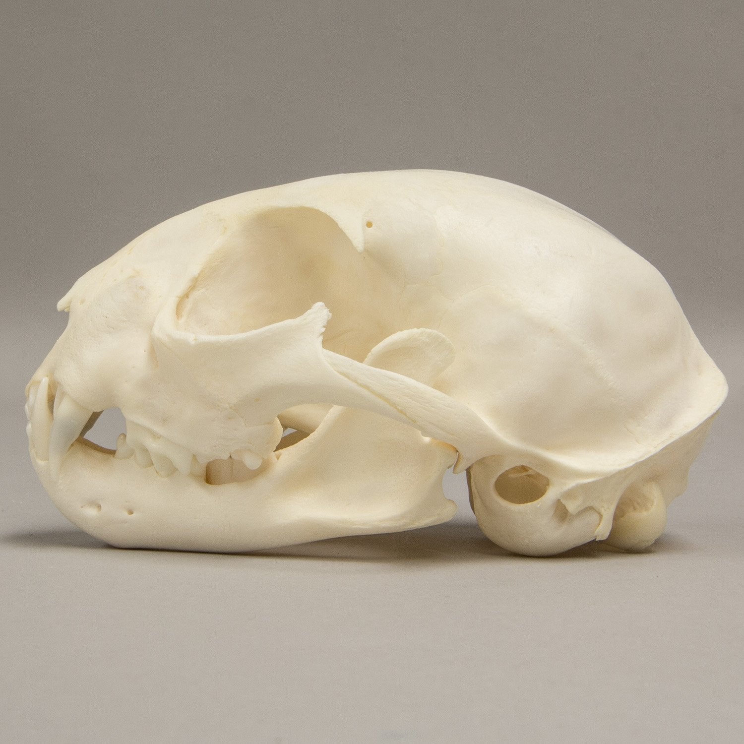 Real Bobcat Skull - Adolescent - Image 4