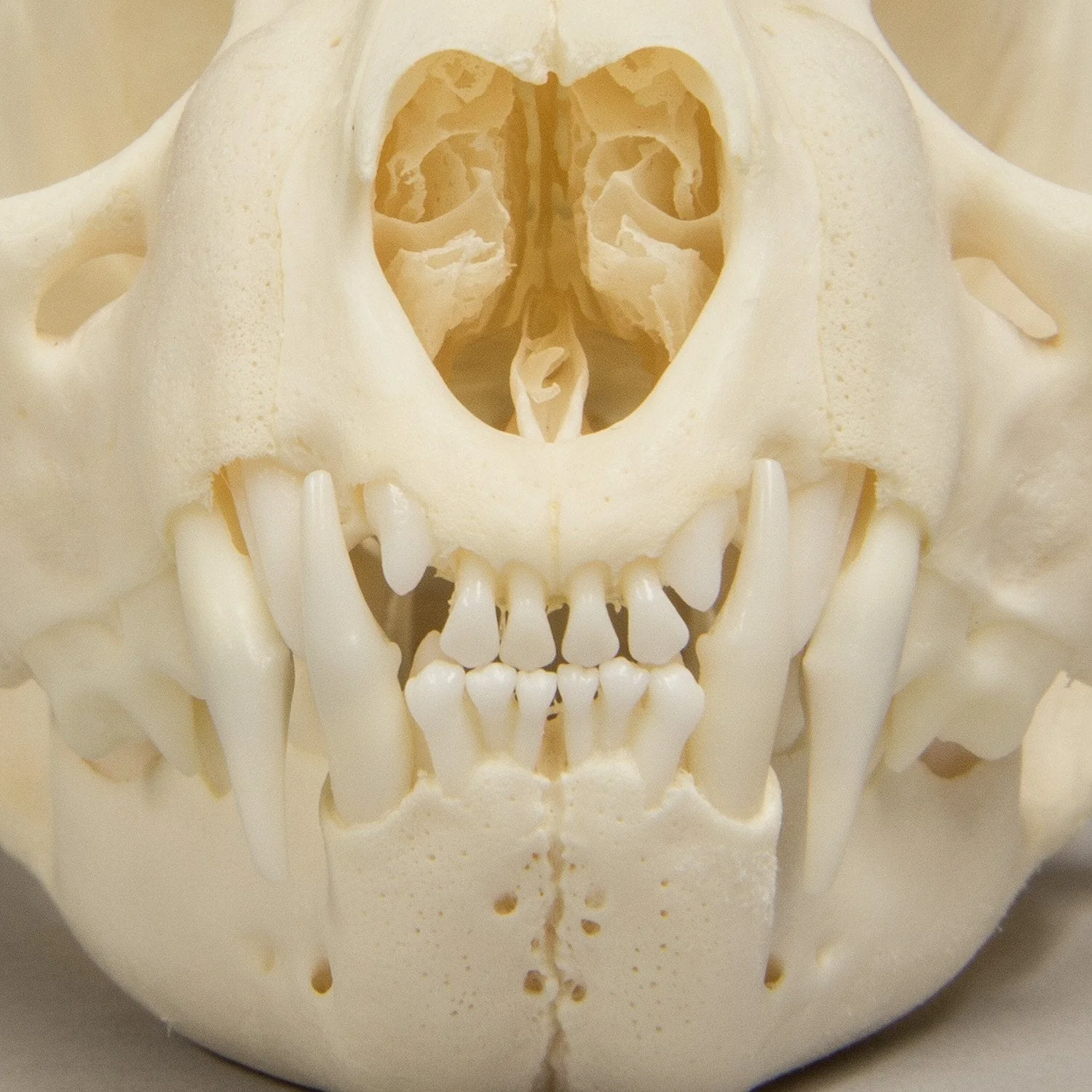 Real Bobcat Skull - Adolescent - Image 5