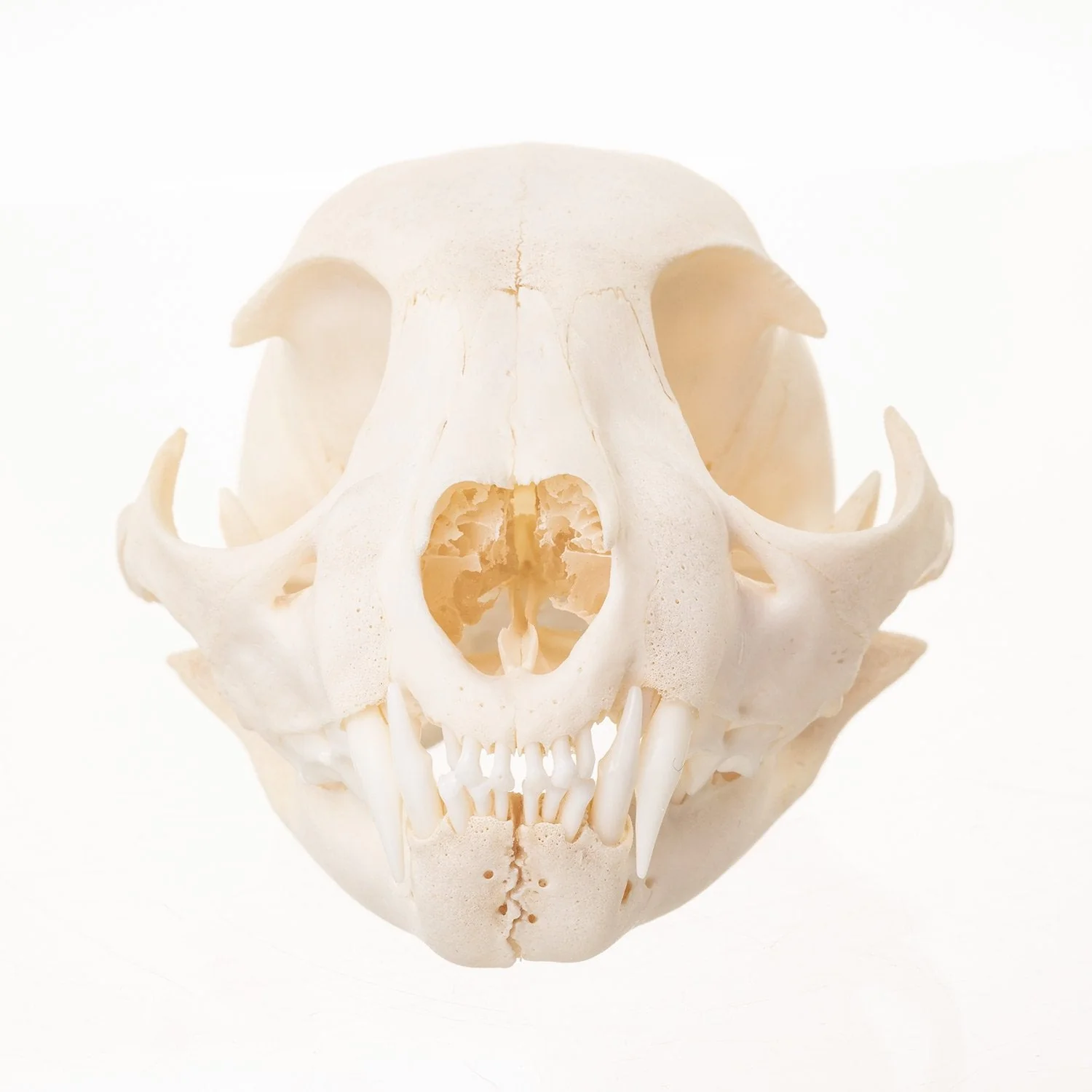 Real Bobcat Skull - Adolescent - Image 6
