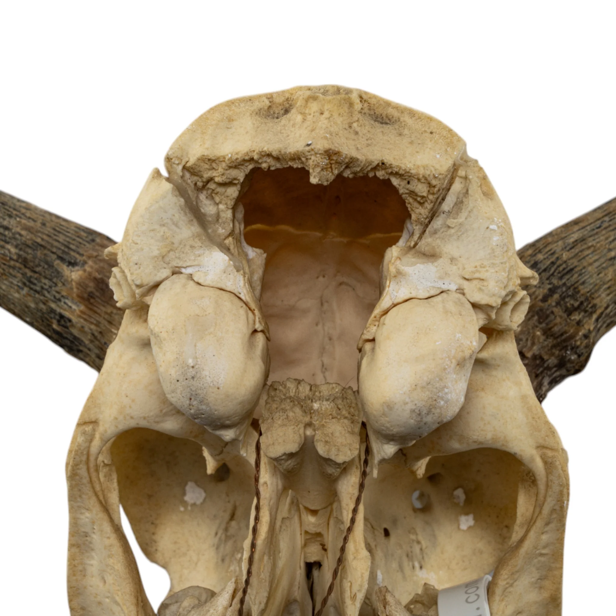 Real Bohor Reedbuck Skull - Image 6