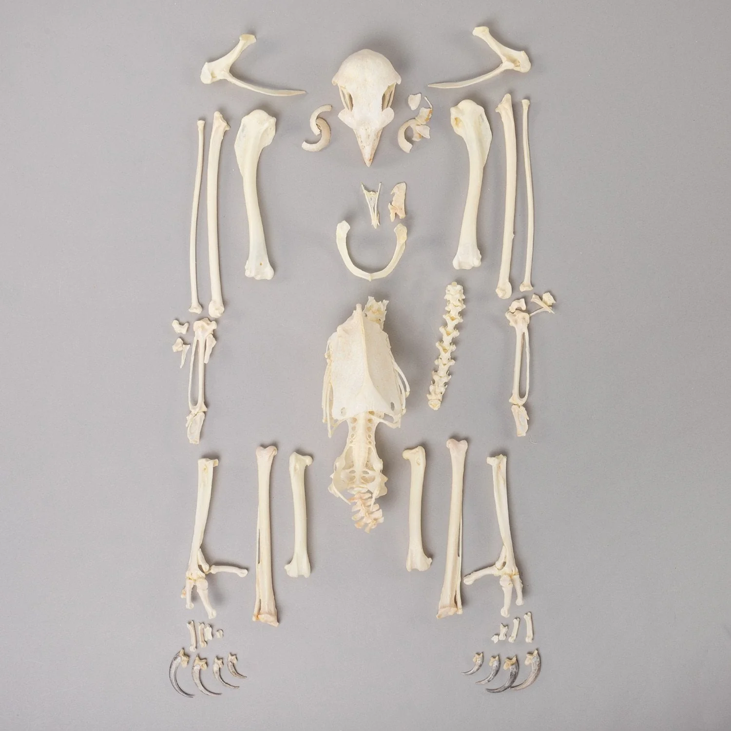 Real Bonelli's Eagle Skeleton