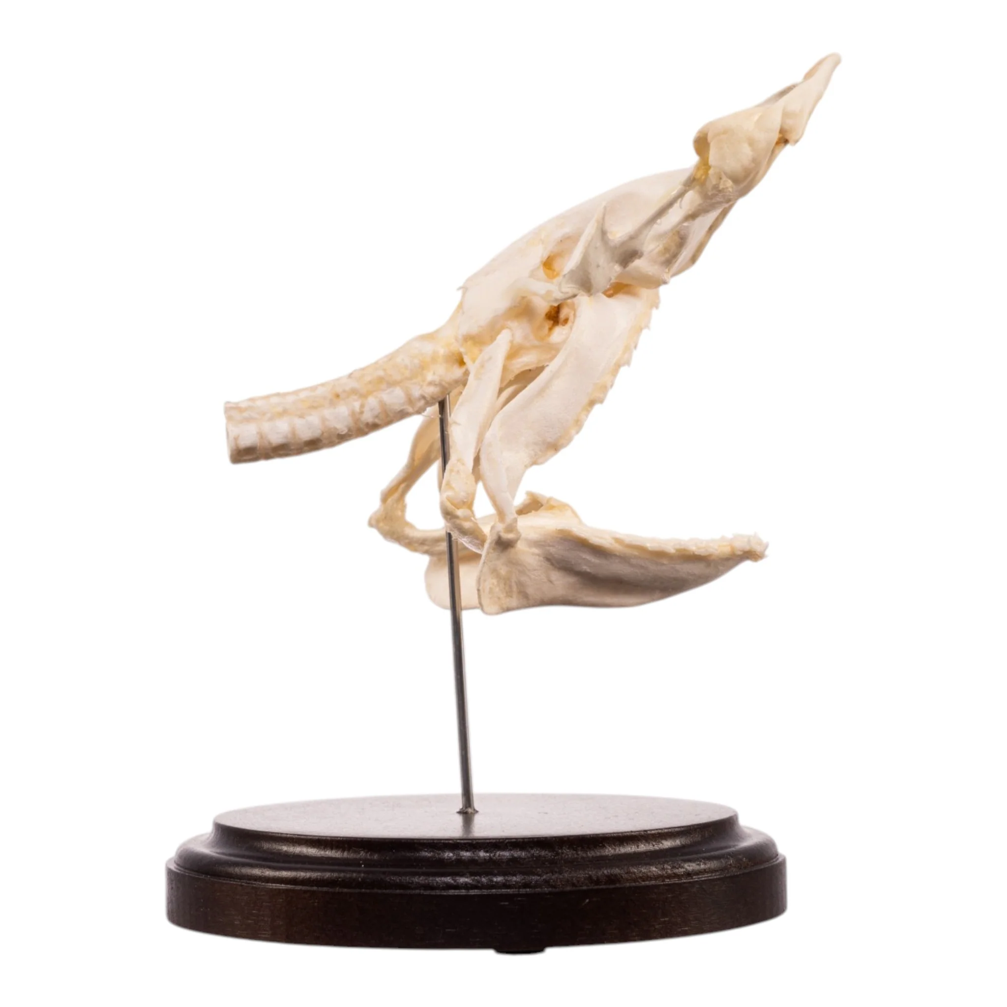 Real Bonnethead Shark Skull - Image 2