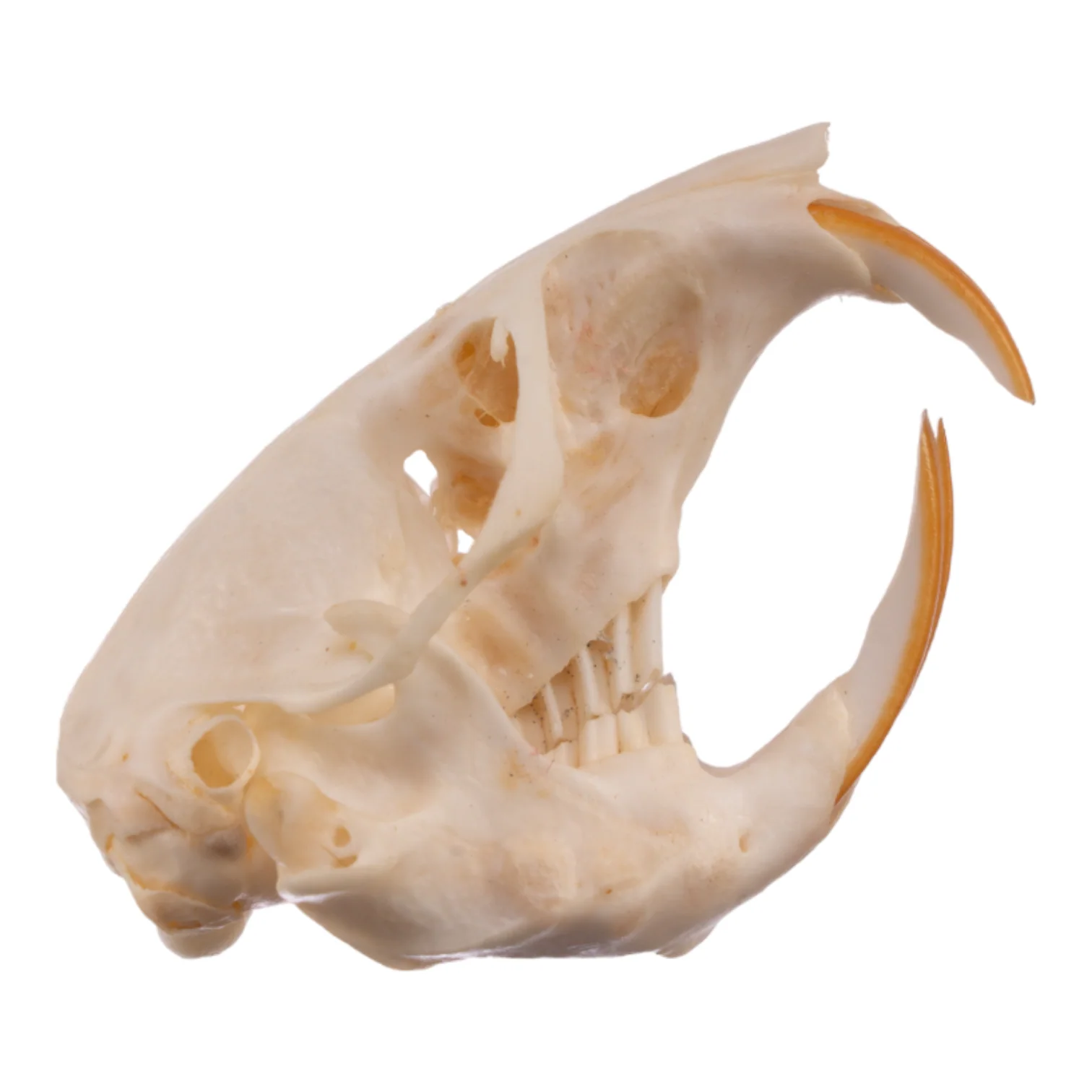 Real Botta's Pocket Gopher Skull - Image 2
