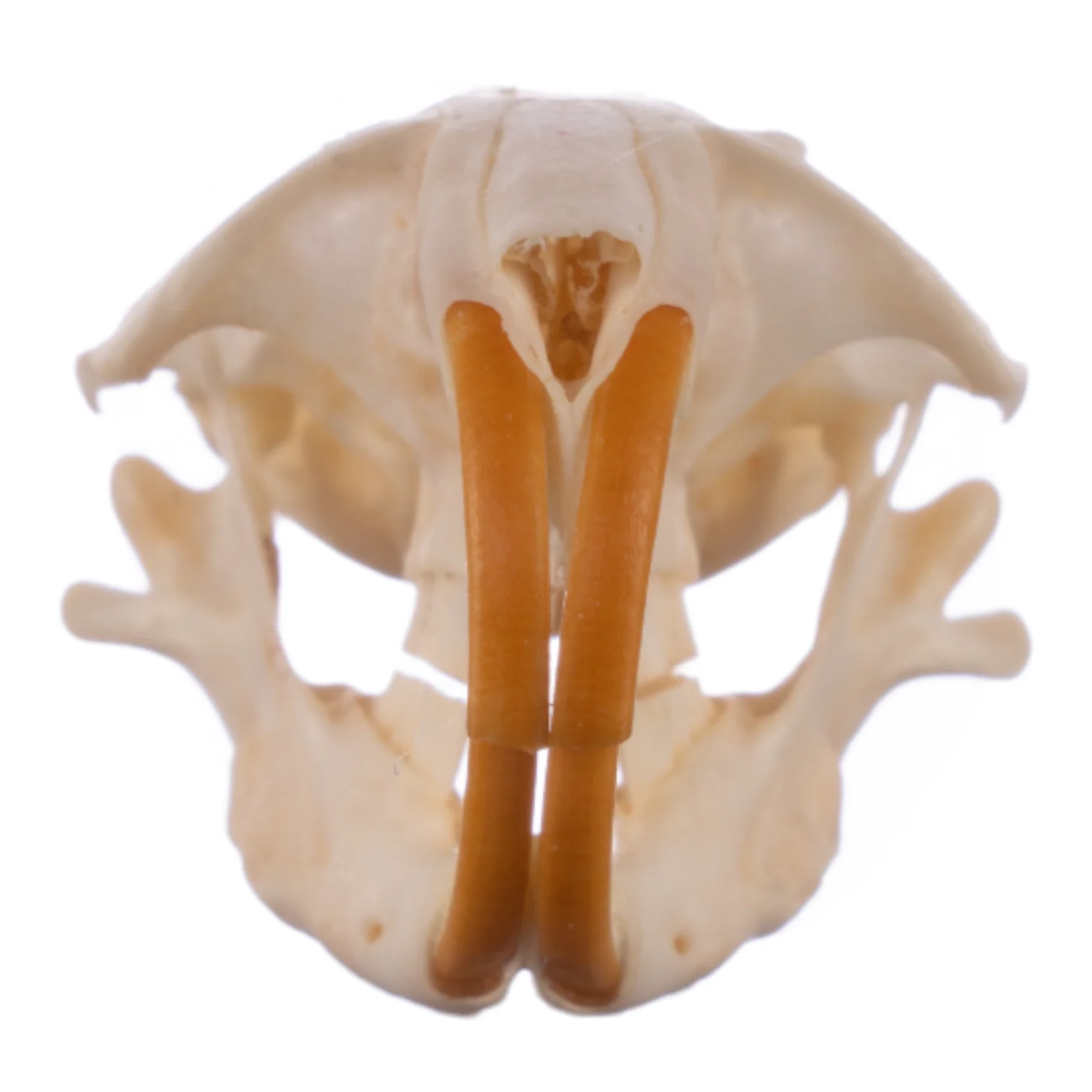 Real Botta's Pocket Gopher Skull - Image 3