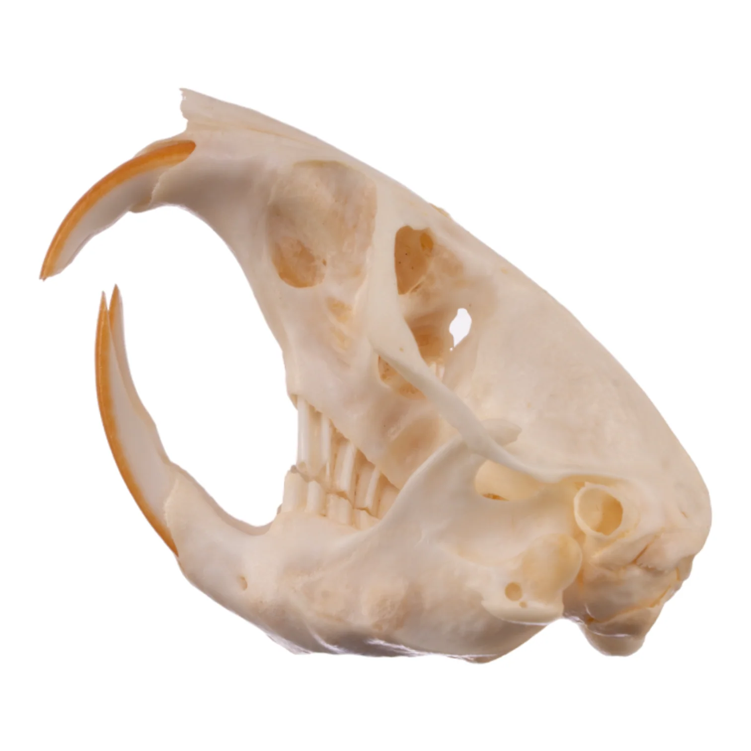 Real Botta's Pocket Gopher Skull - Image 4