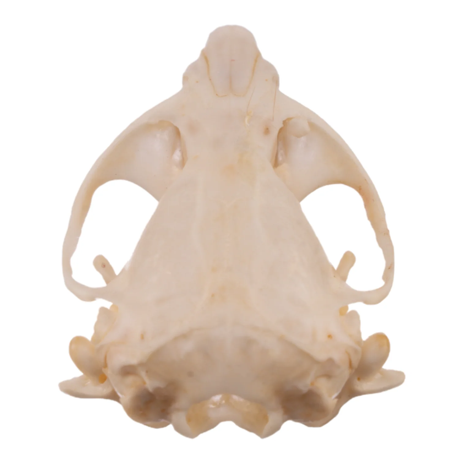 Real Botta's Pocket Gopher Skull - Image 5