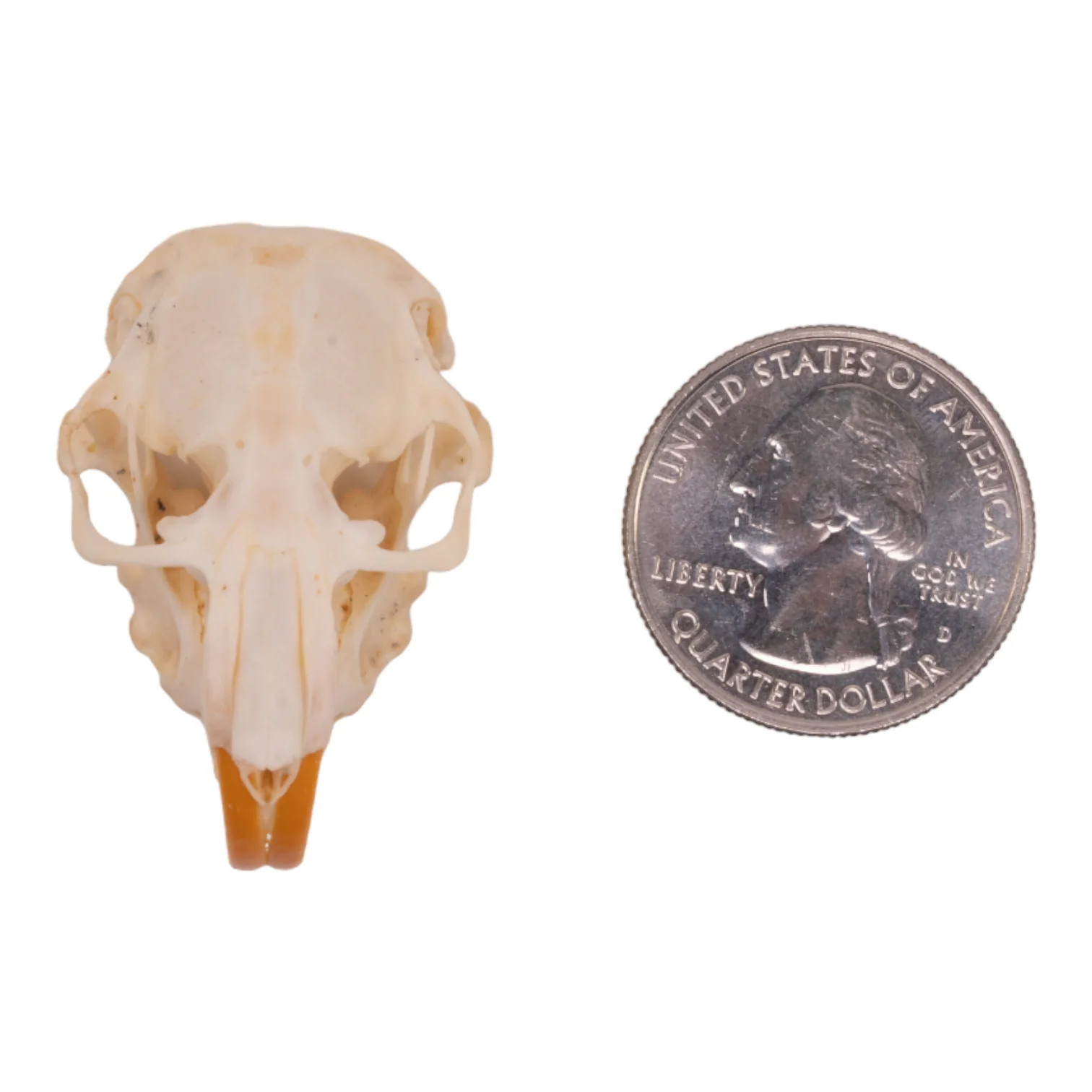 Real Botta's Pocket Gopher Skull - Image 6