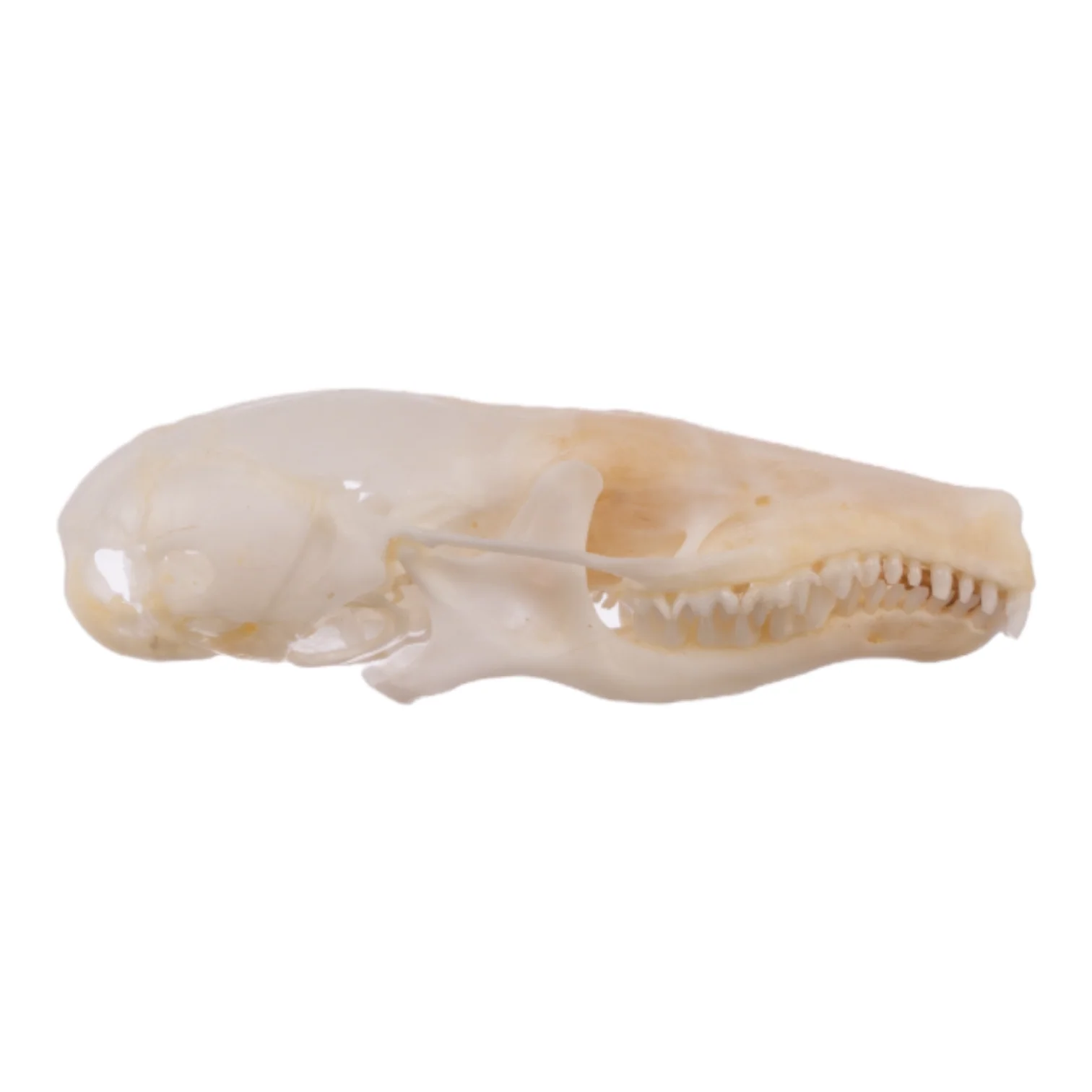 Real Broad-footed Mole Skull - Image 2