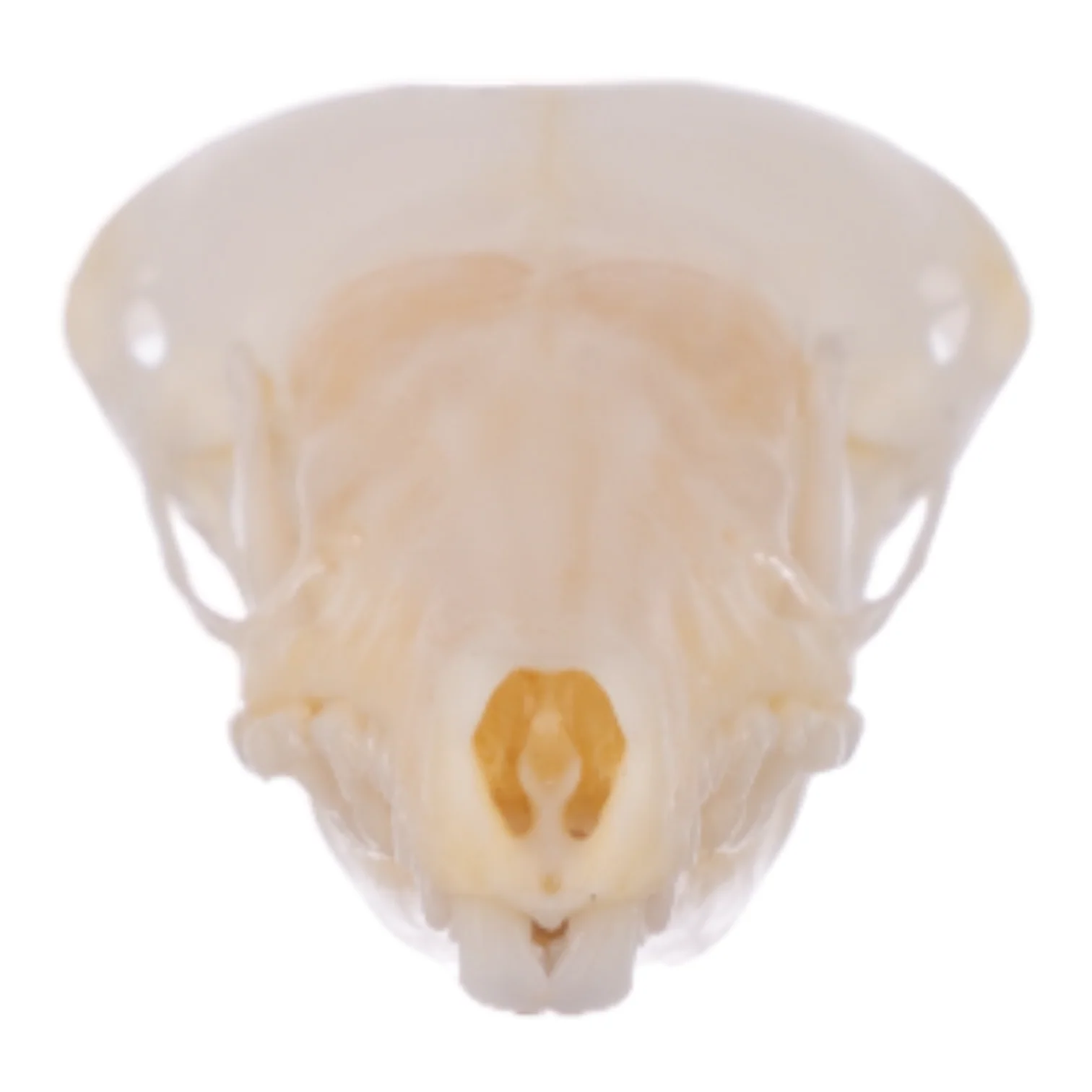 Real Broad-footed Mole Skull - Image 3