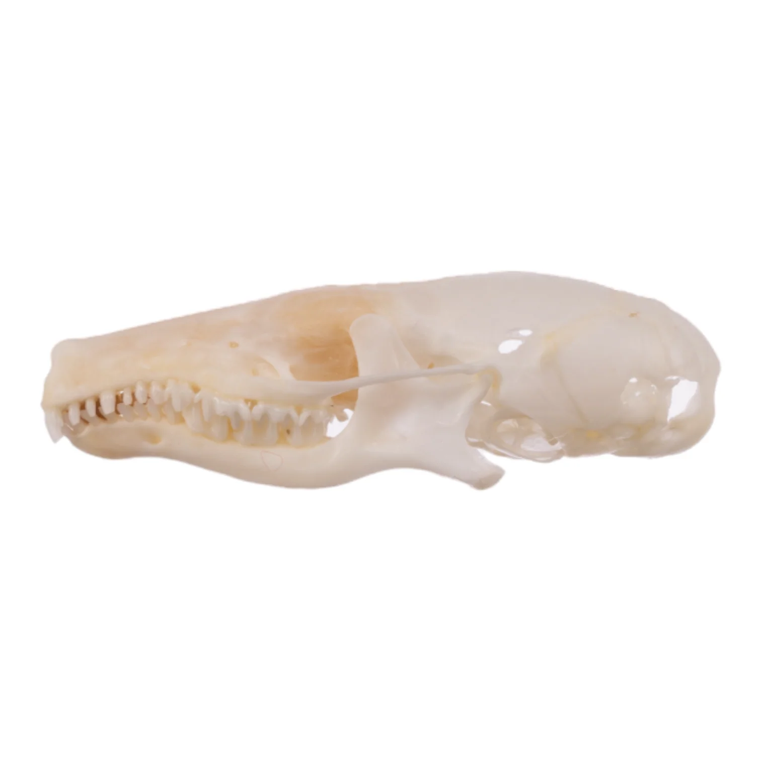 Real Broad-footed Mole Skull - Image 4