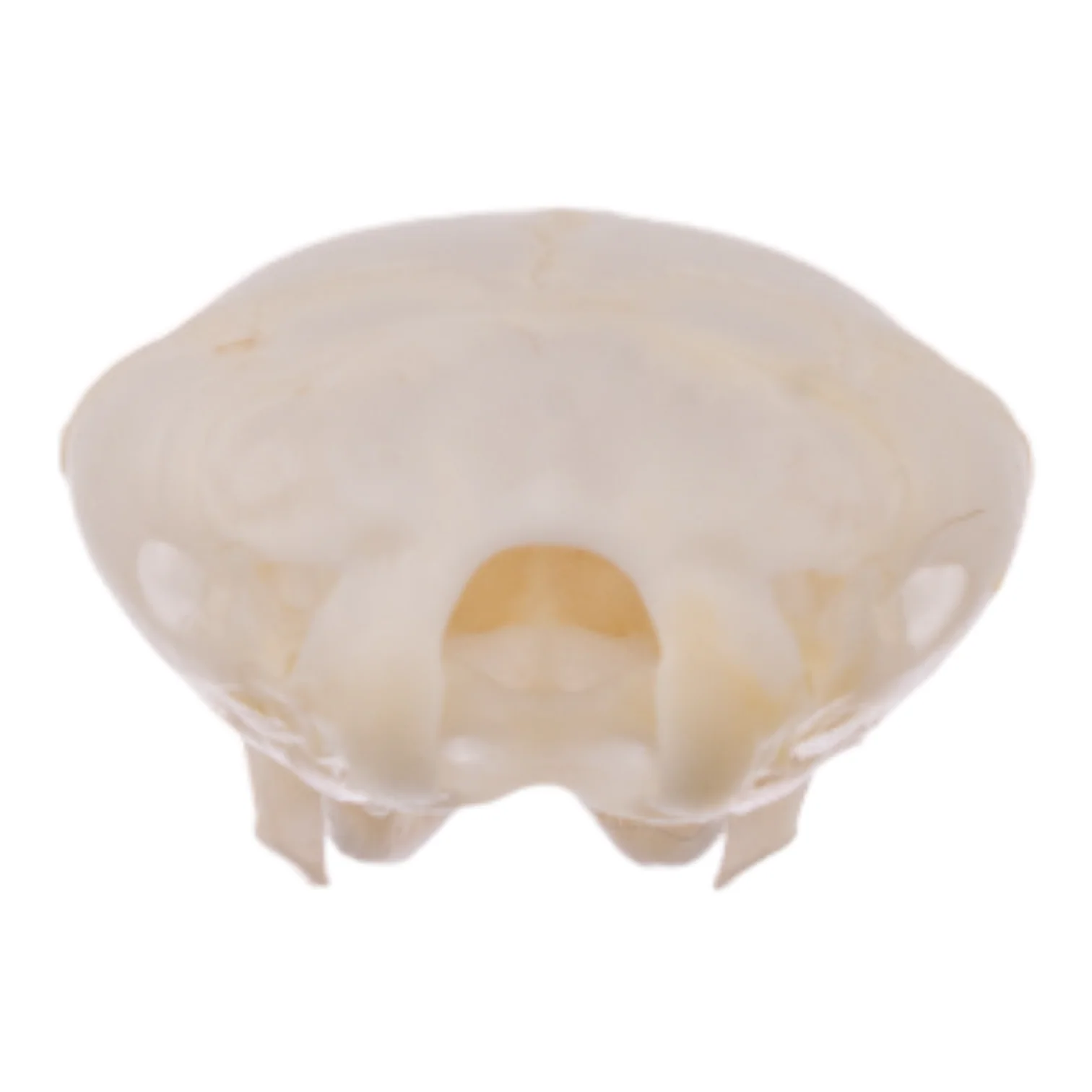 Real Broad-footed Mole Skull - Image 5