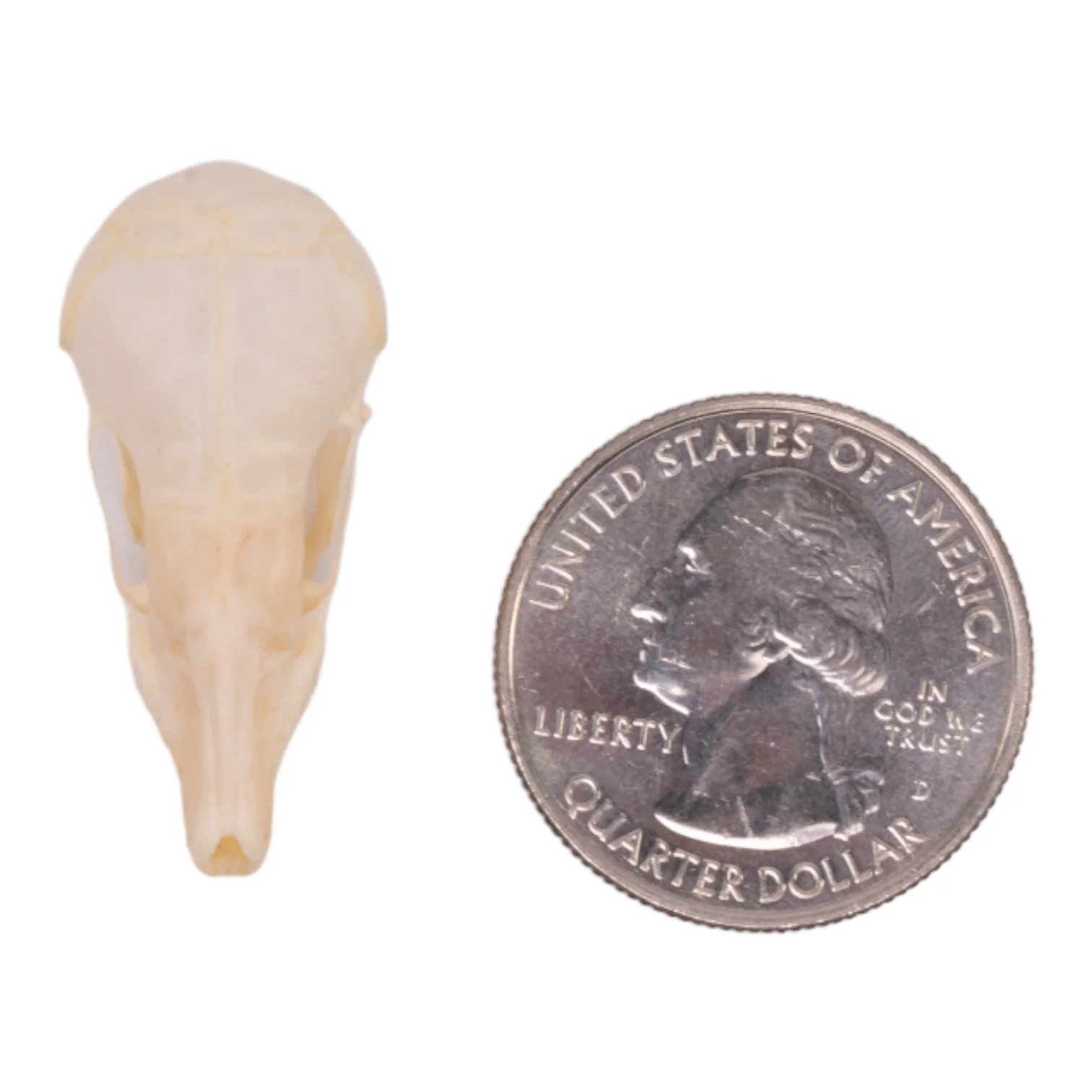 Real Broad-footed Mole Skull - Image 6