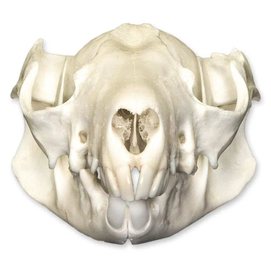 Real Brushtail Possum Skull - Image 3
