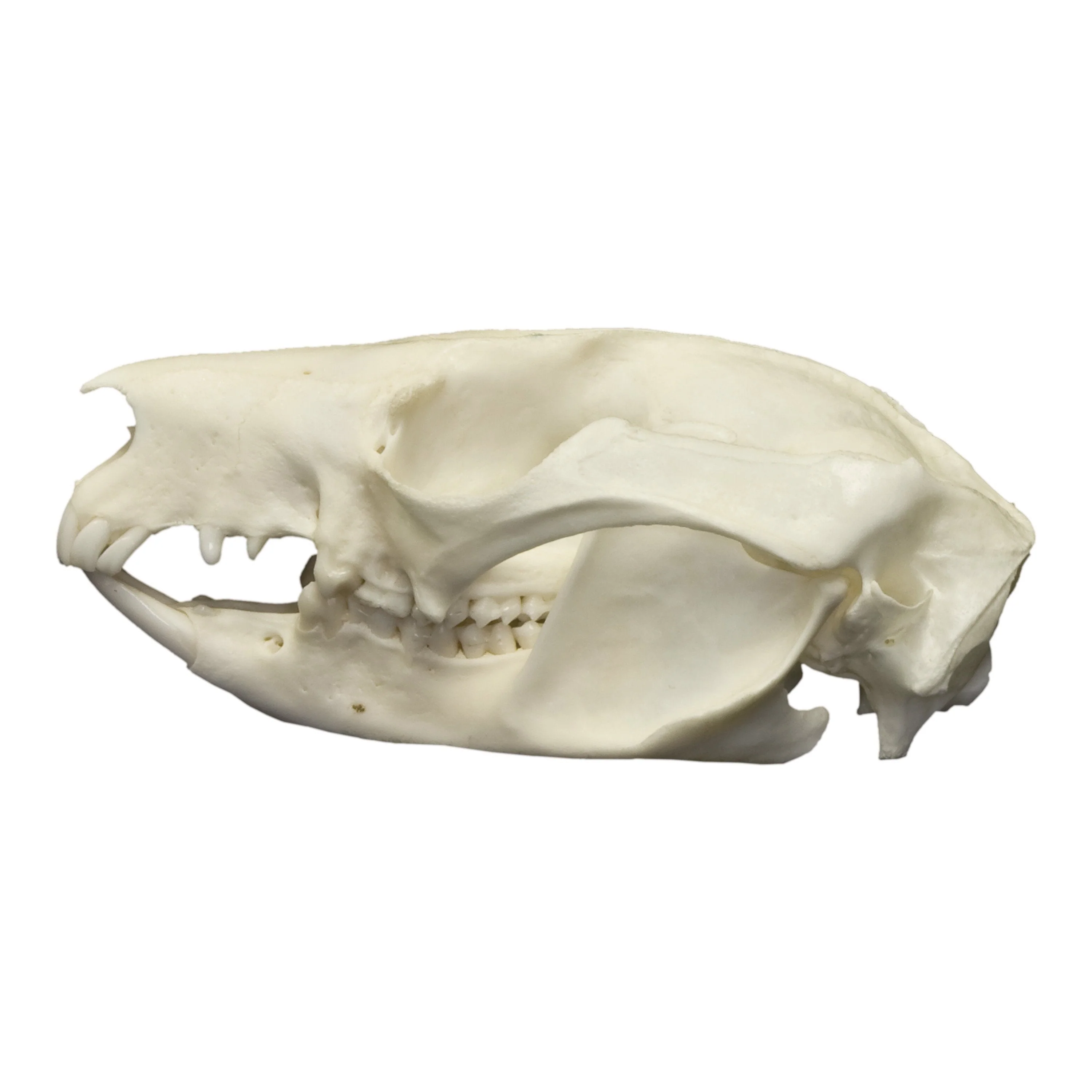 Real Brushtail Possum Skull - Image 4